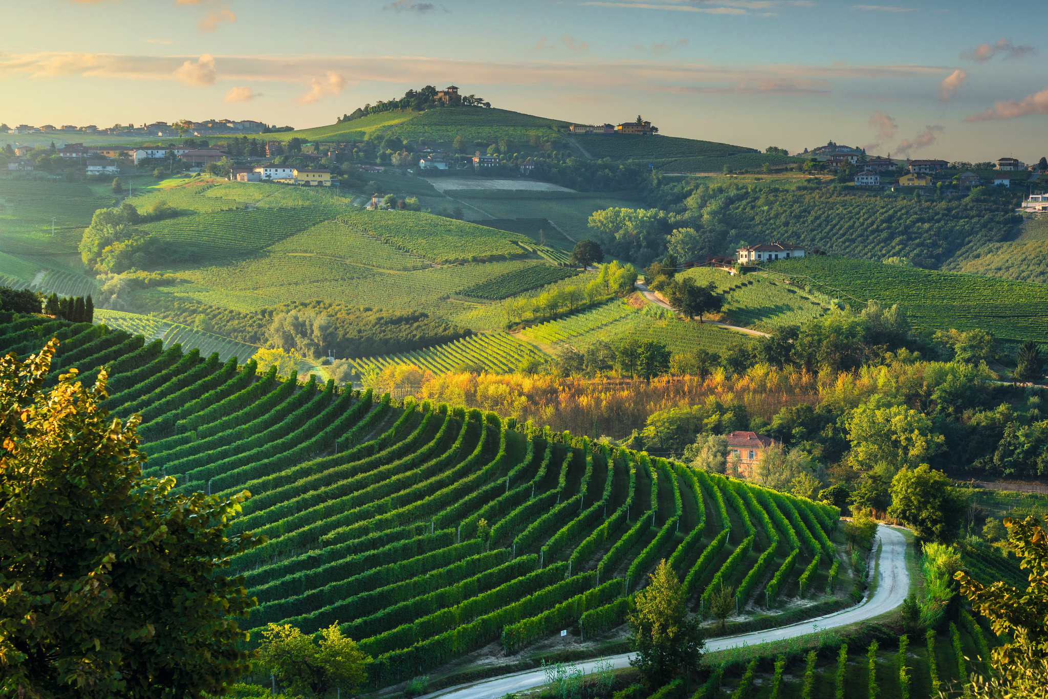 Grüne Hügellandschaft mit Weinbergen und Landstraße bei Sonnenuntergang.