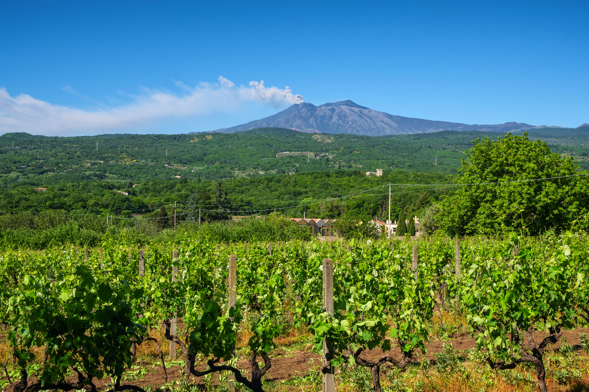 Weinreben und Ätna Bild