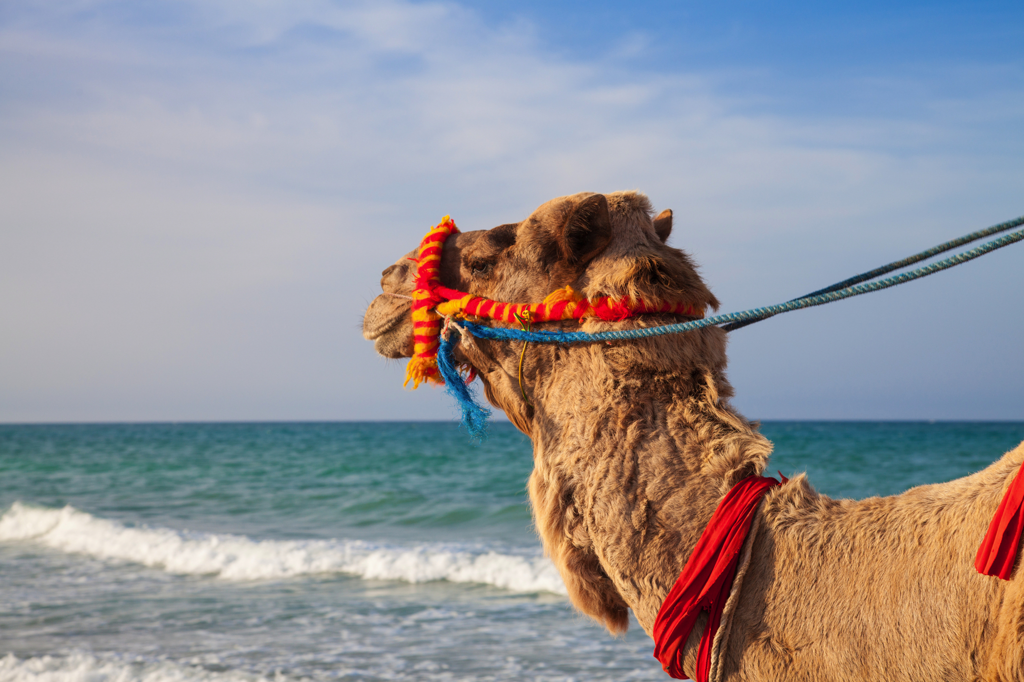 Kamel mit buntem Halfter am Meerestrand.