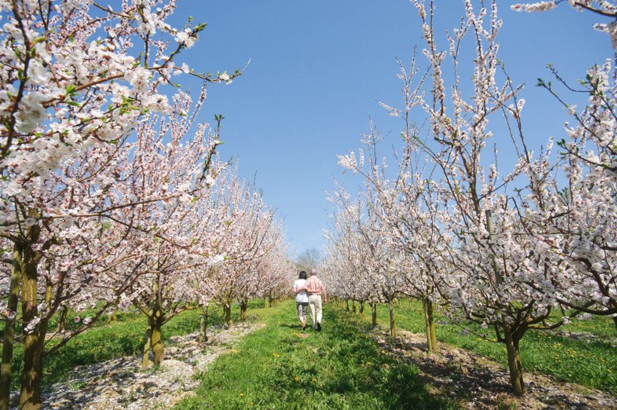 Blühende Aprikosenallee Bild