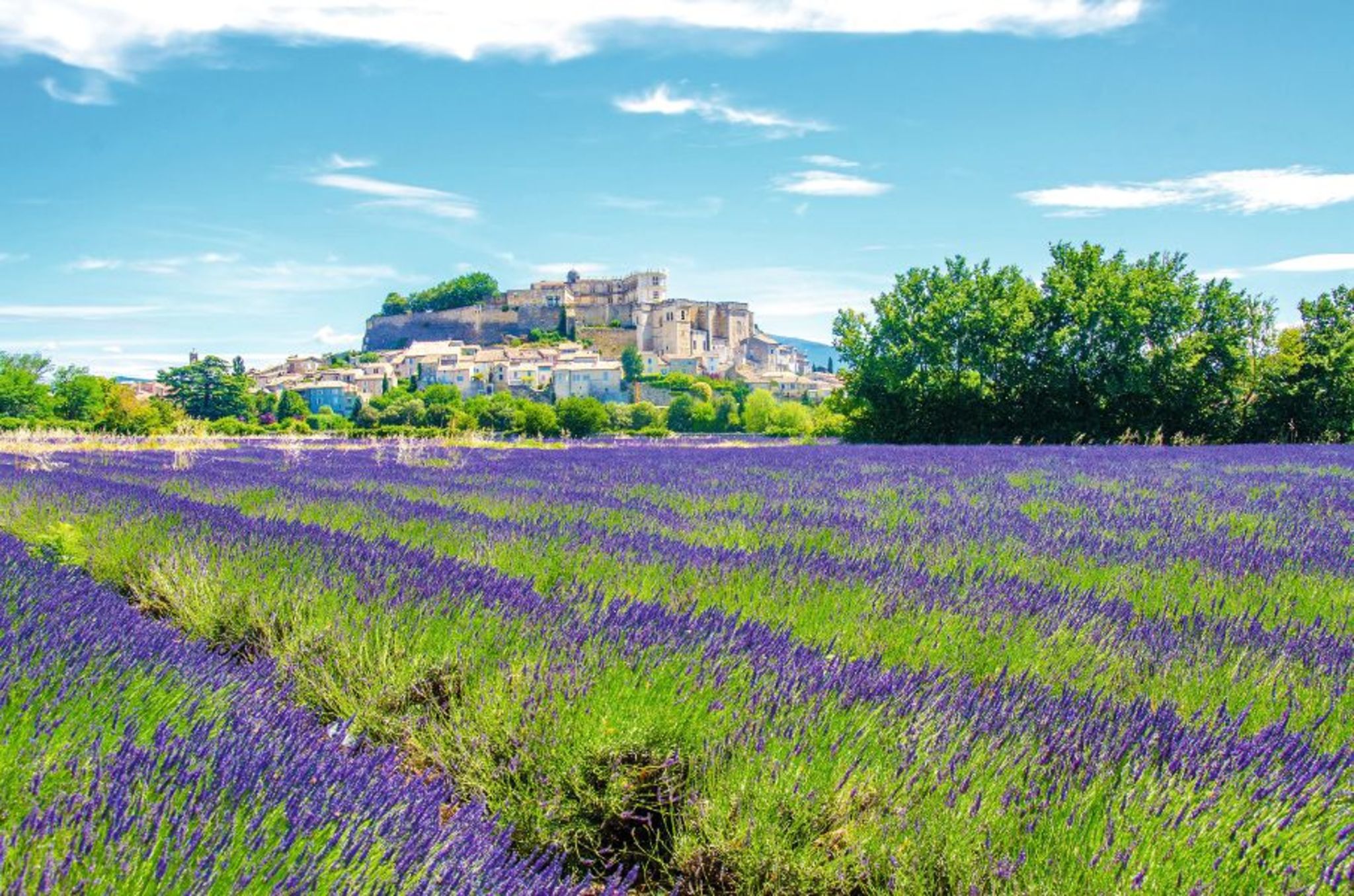 Provence - Lavendel Bild