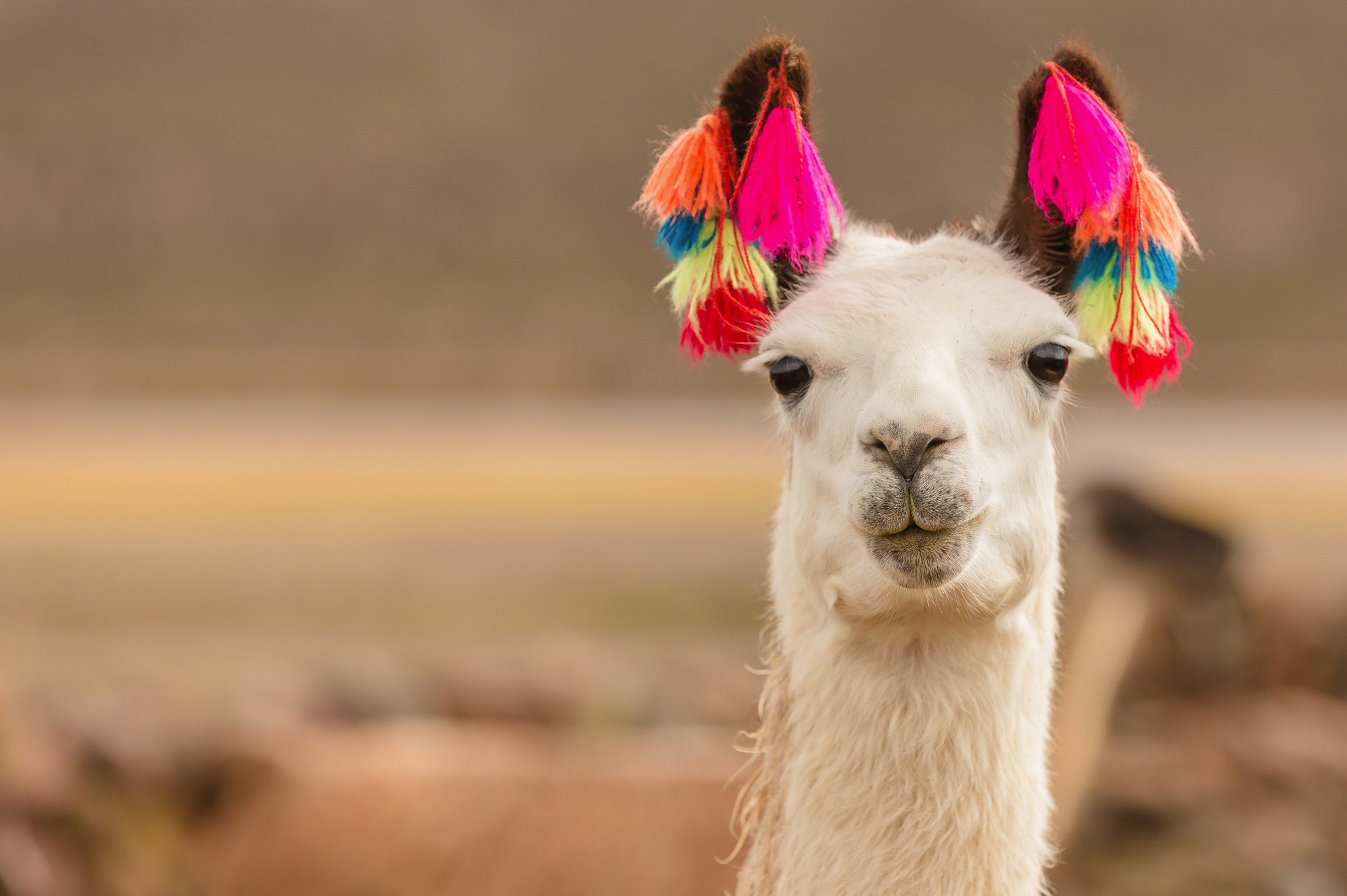 Lama mit buntem Ohrschmuck in idyllischer Landschaft.