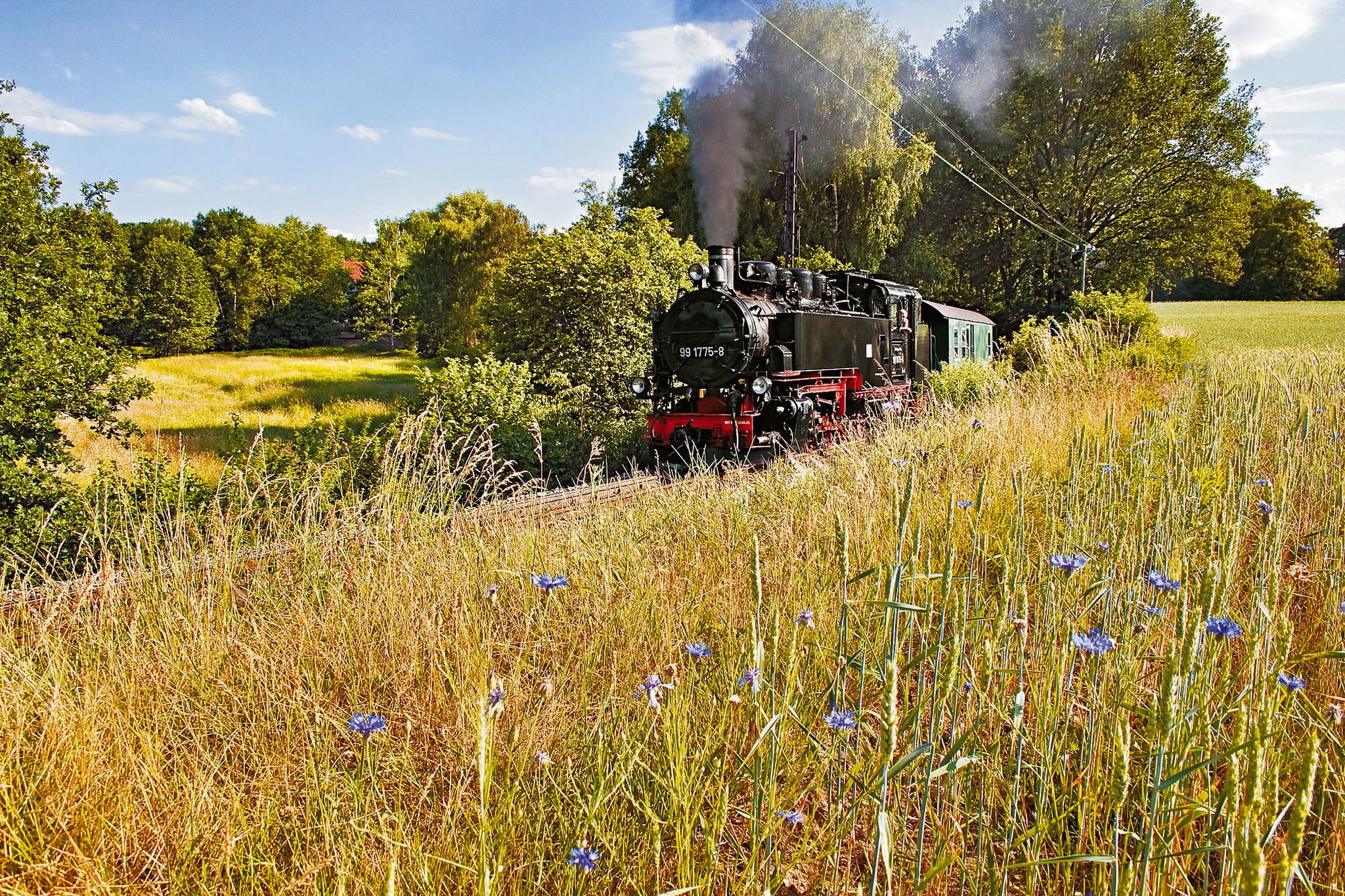 Dampflok fährt durch eine sommerliche Landschaft mit Wiesen und Bäumen.