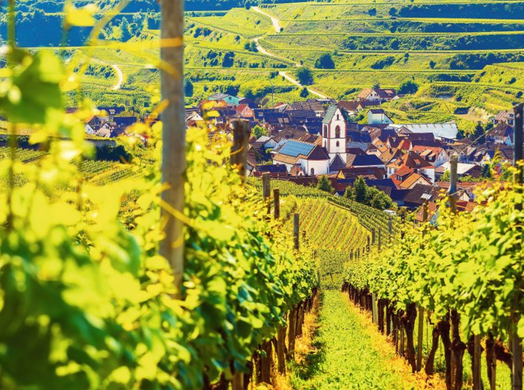 Weinberge im Vordergrund, Dorf mit Kirche im Hintergrund.