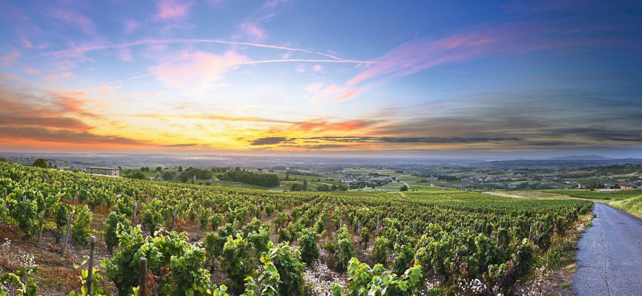Panorama der Weinberge bei Sonnenaufgang Zeit,Beaujolais,Rhone,Frankreich Bild