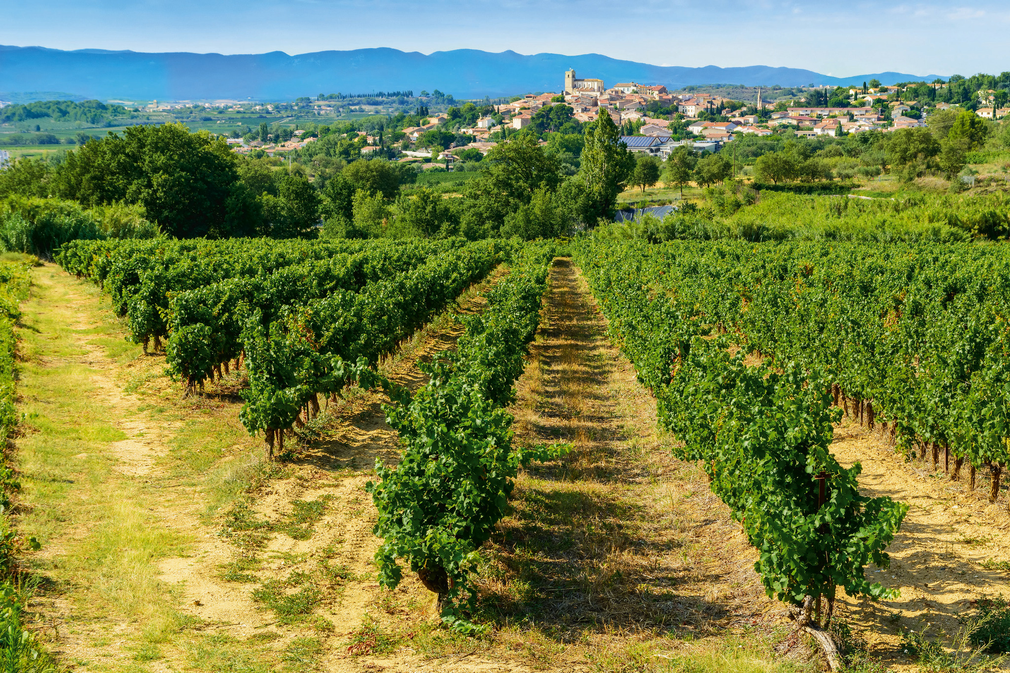 Weinberg vor einem Dorf in hügeliger Landschaft bei Sonnenschein.