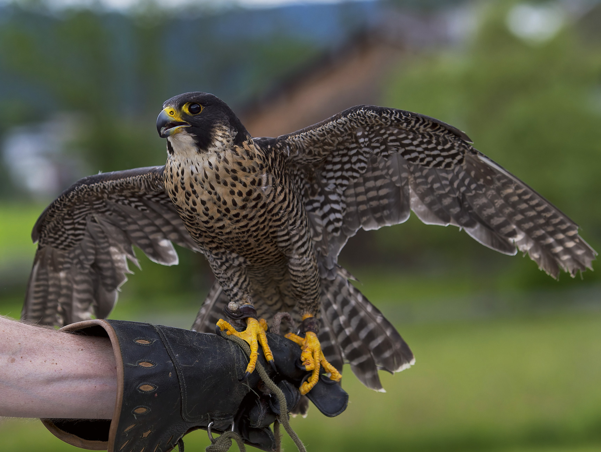 Falkner hält Wanderfalken mit ausgebreiteten Flügeln.