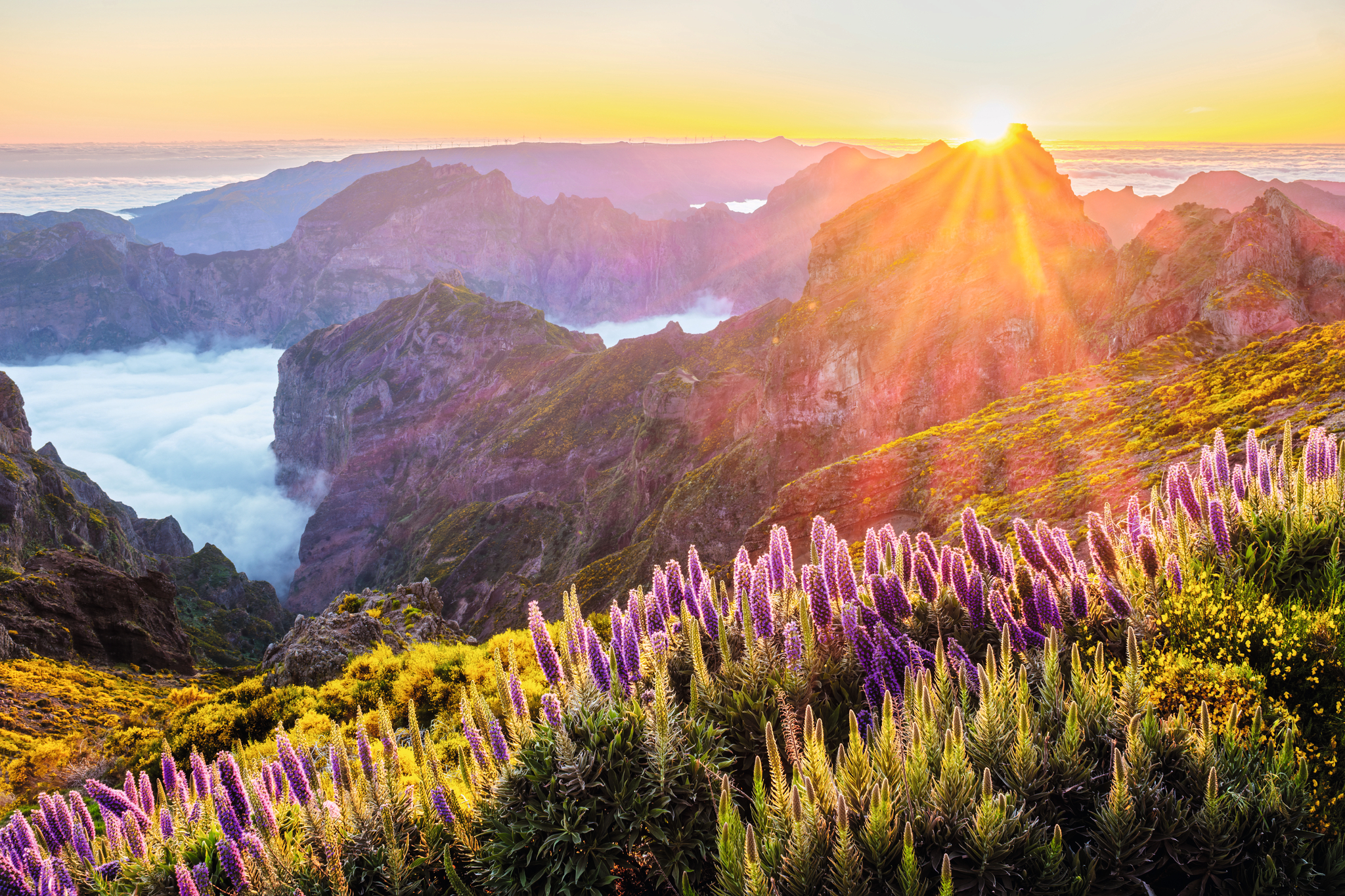 Landschaft bei Sonnenaufgang mit Bergen und violetten Blumen.