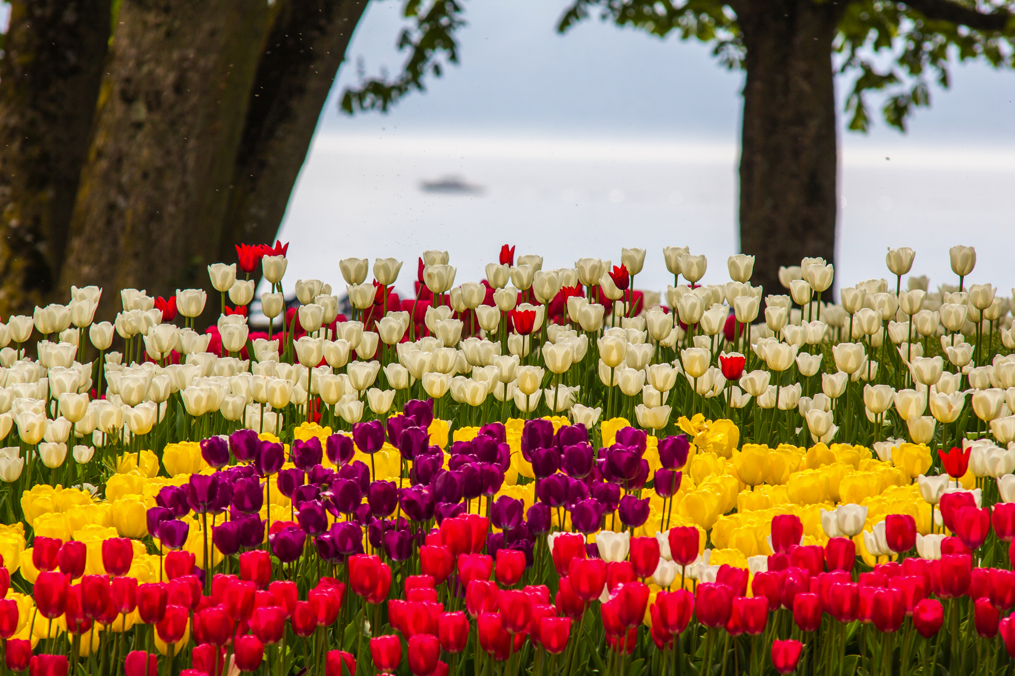 Ein Meer aus Farben Bild