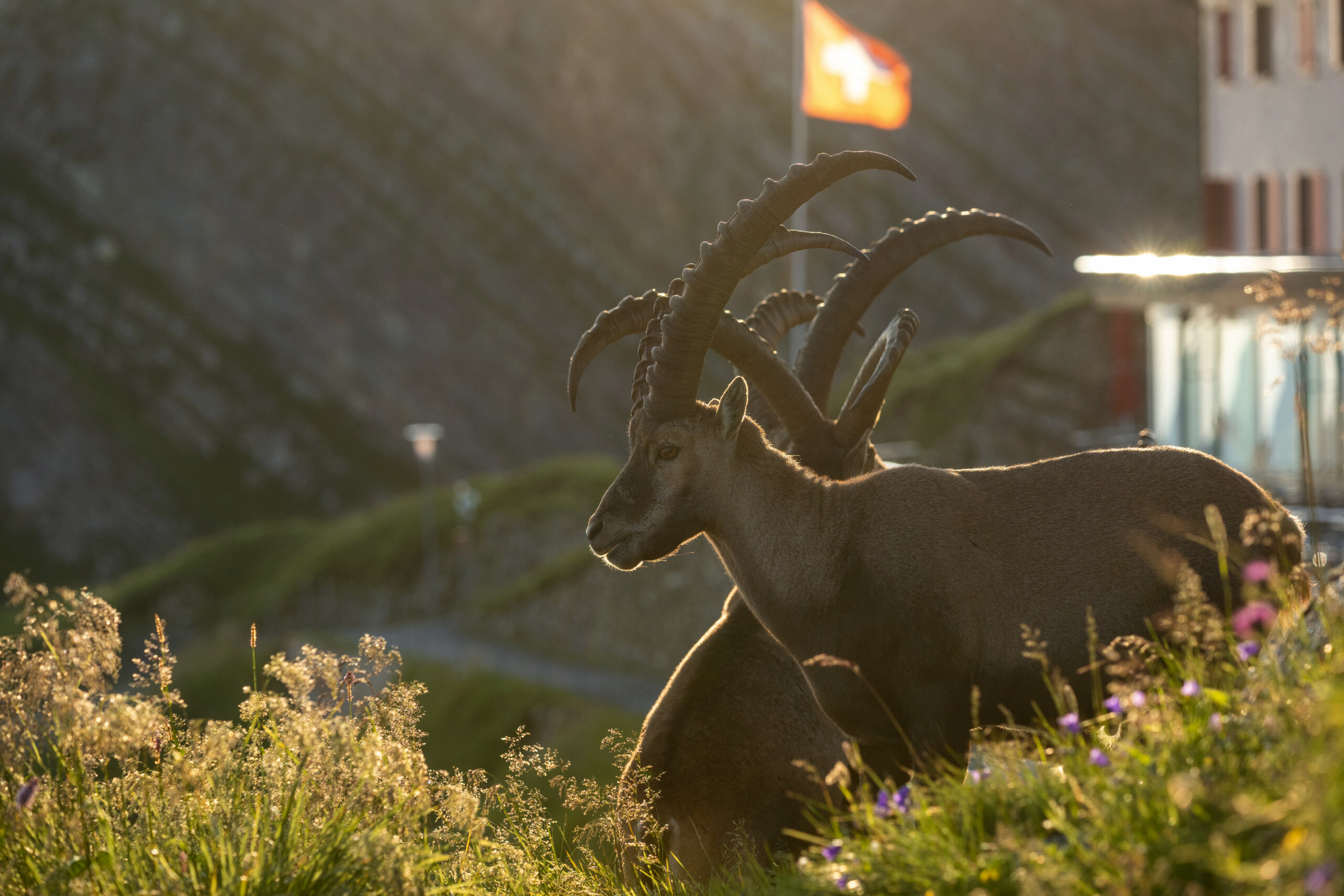 Rothorn Steinböcke Bild