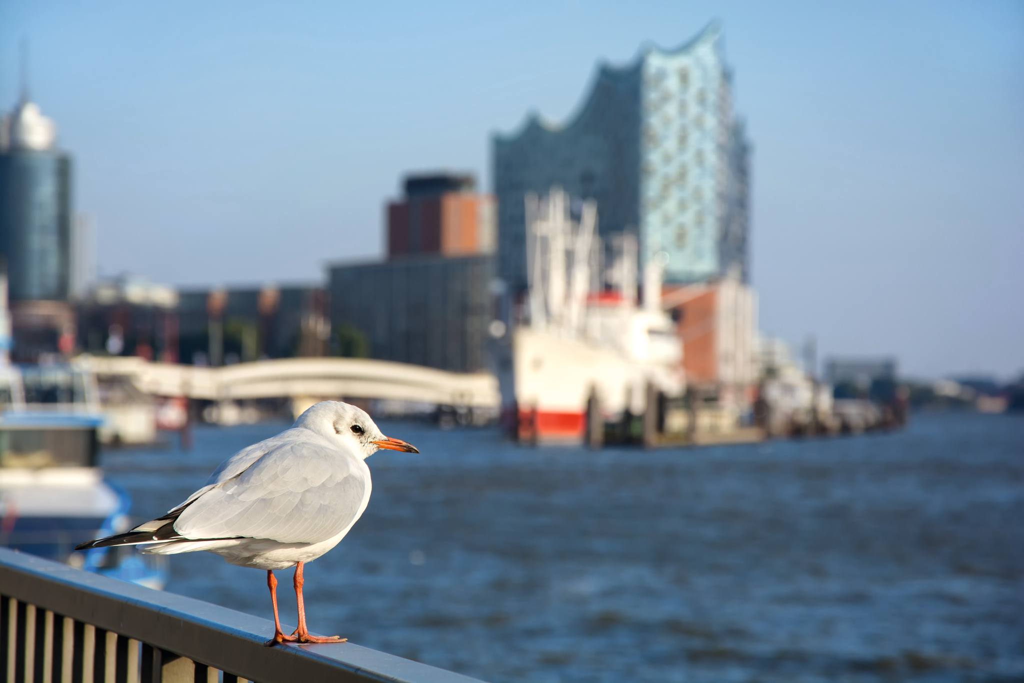 Möwe auf Geländer mit Blick auf Hamburger Elbphilharmonie und Hafen.