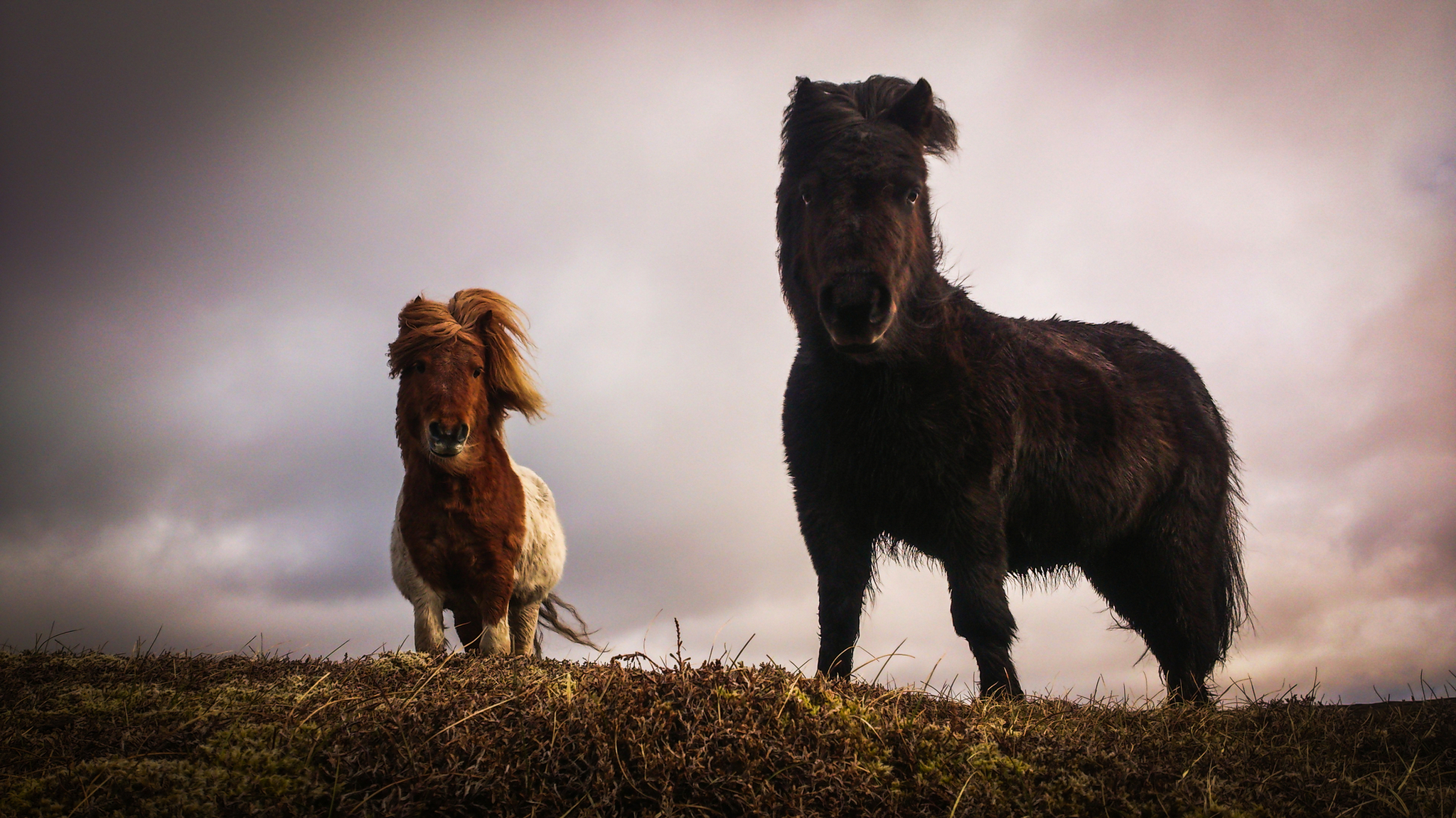 Zwei Ponys auf einer Wiese unter bewölktem Himmel.
