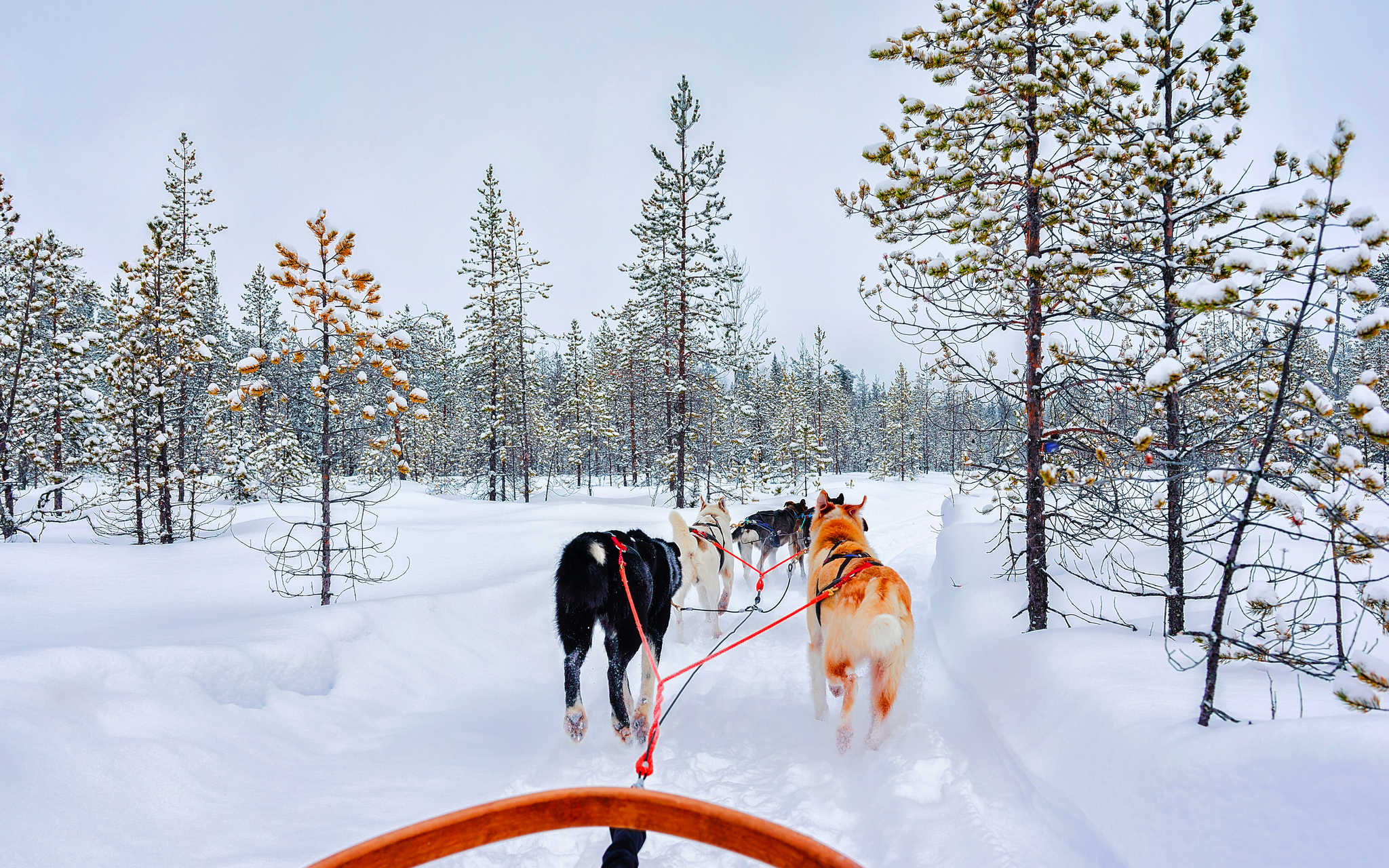 Huskyschlittenfahrt Bild