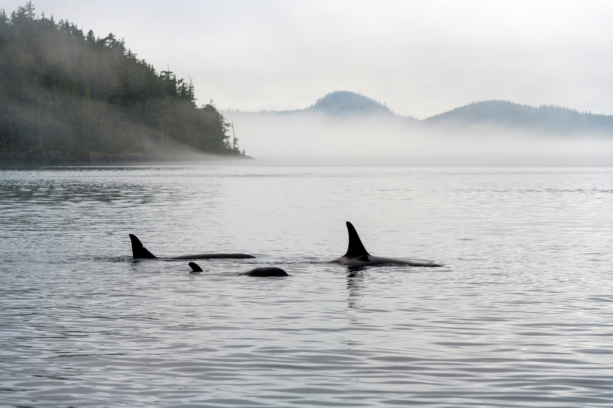 Orcas vor der Küste von Vancouver Island Bild