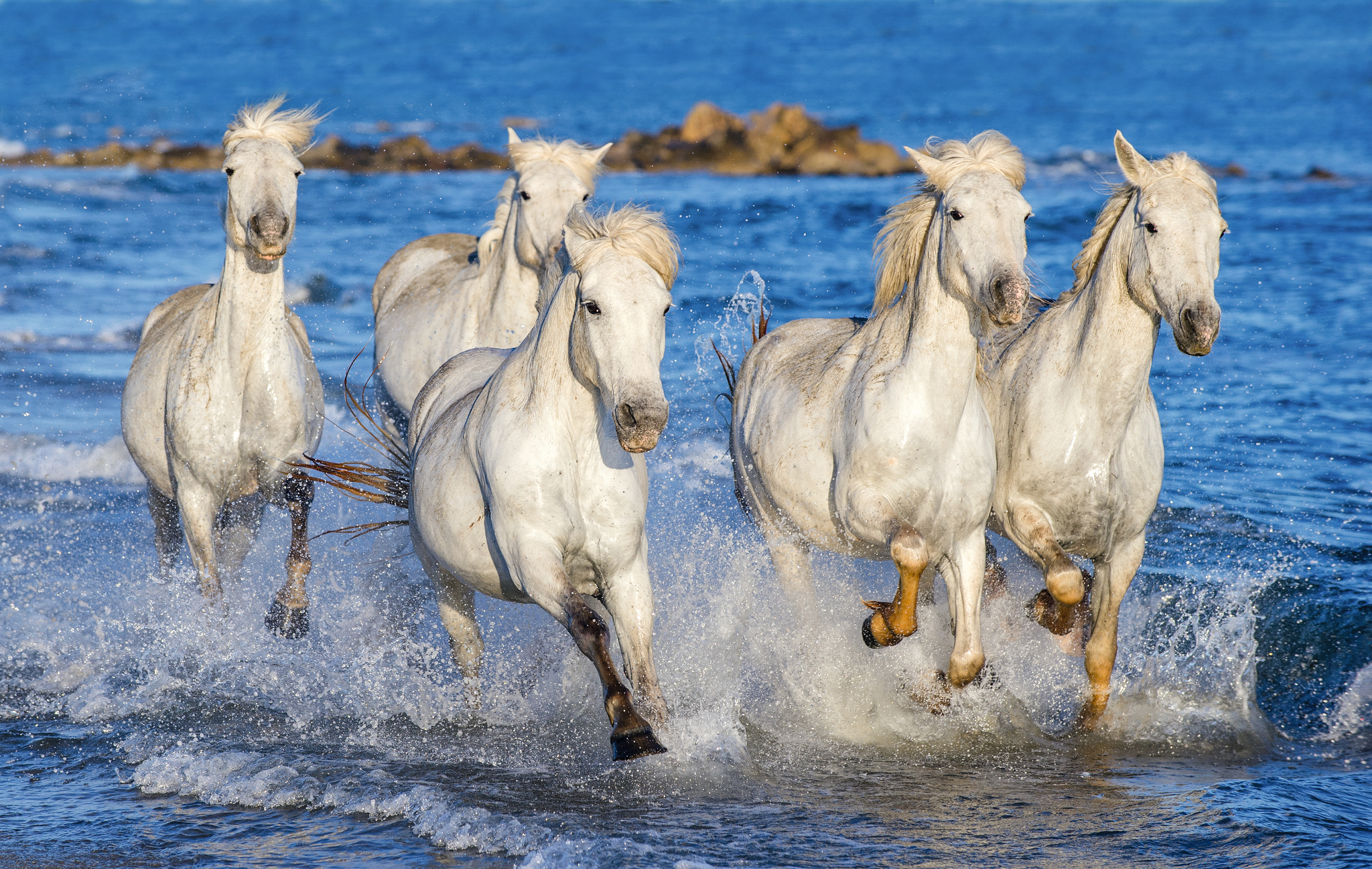 Weiße Pferde galoppieren durch flaches Wasser am Meer.