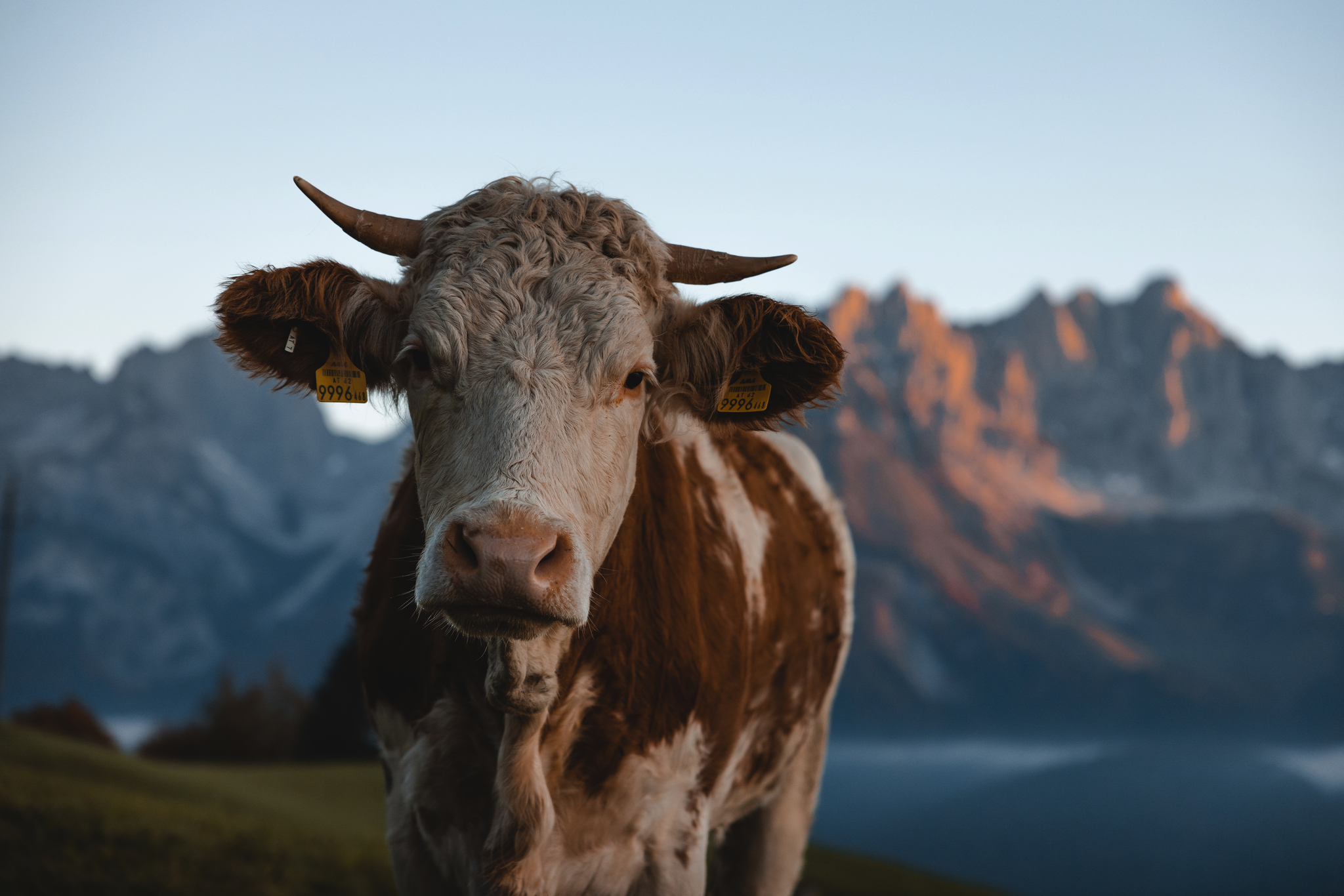 WIlder Kaiser Bild