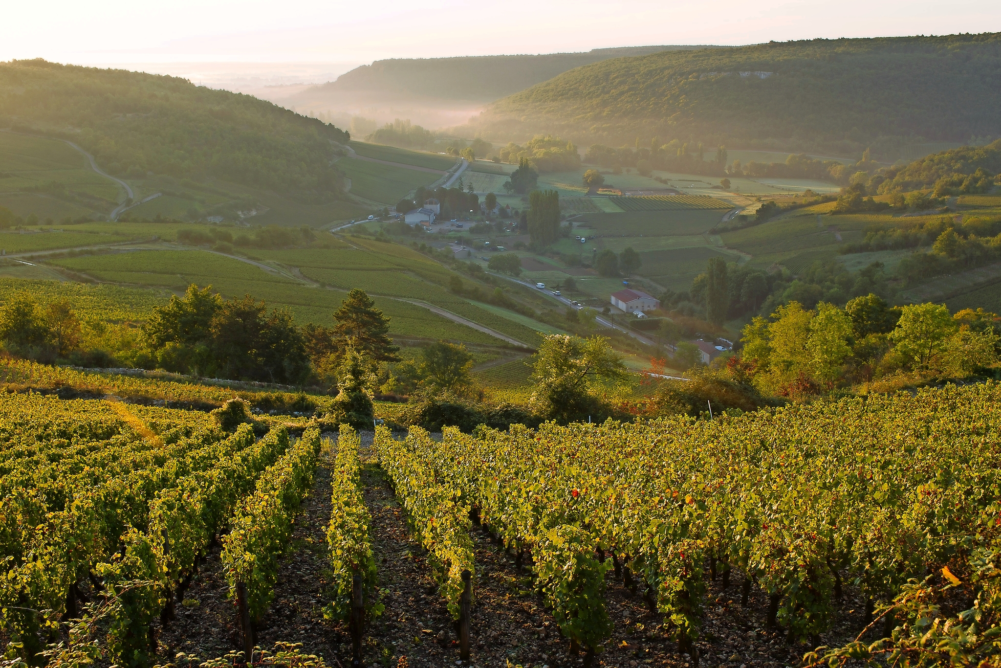 Côtes de Beaune Bild