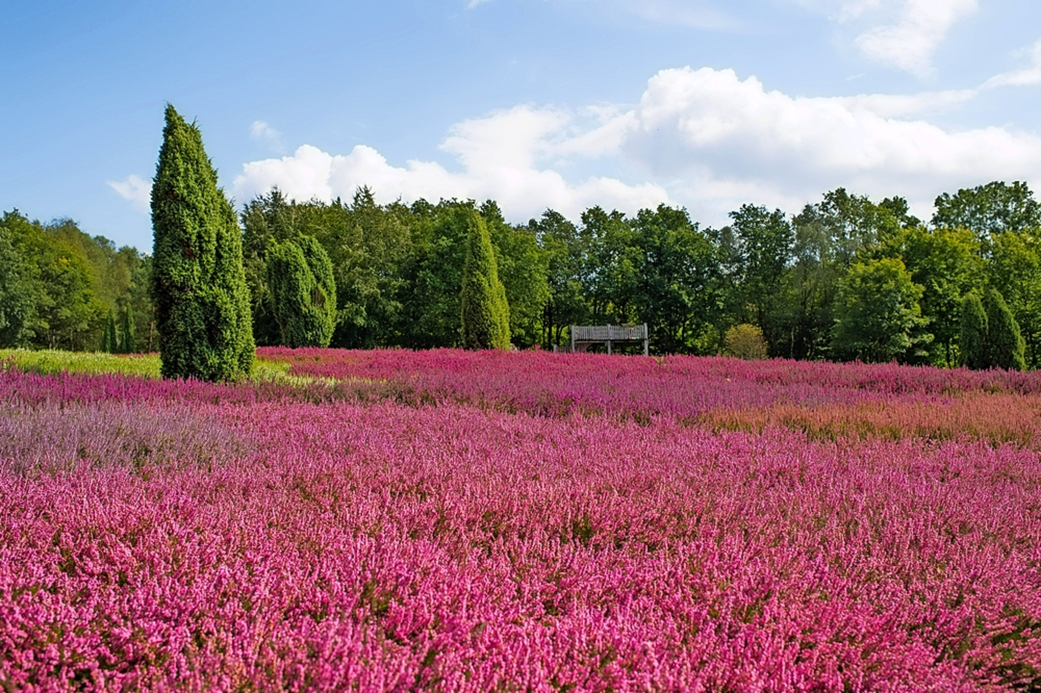 Lüneberger Heide Bild