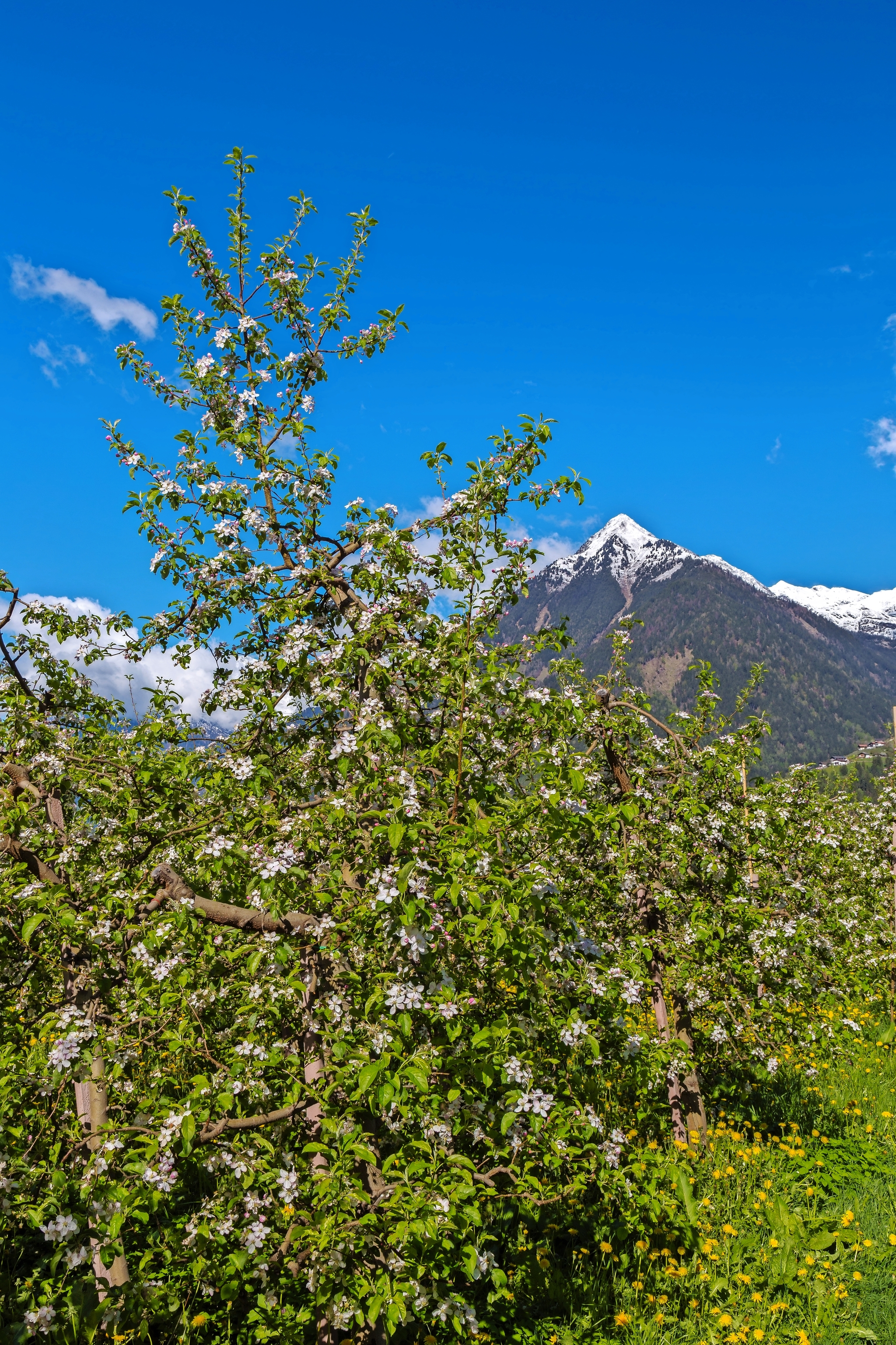 Apfelblüte in Südtirol Bild