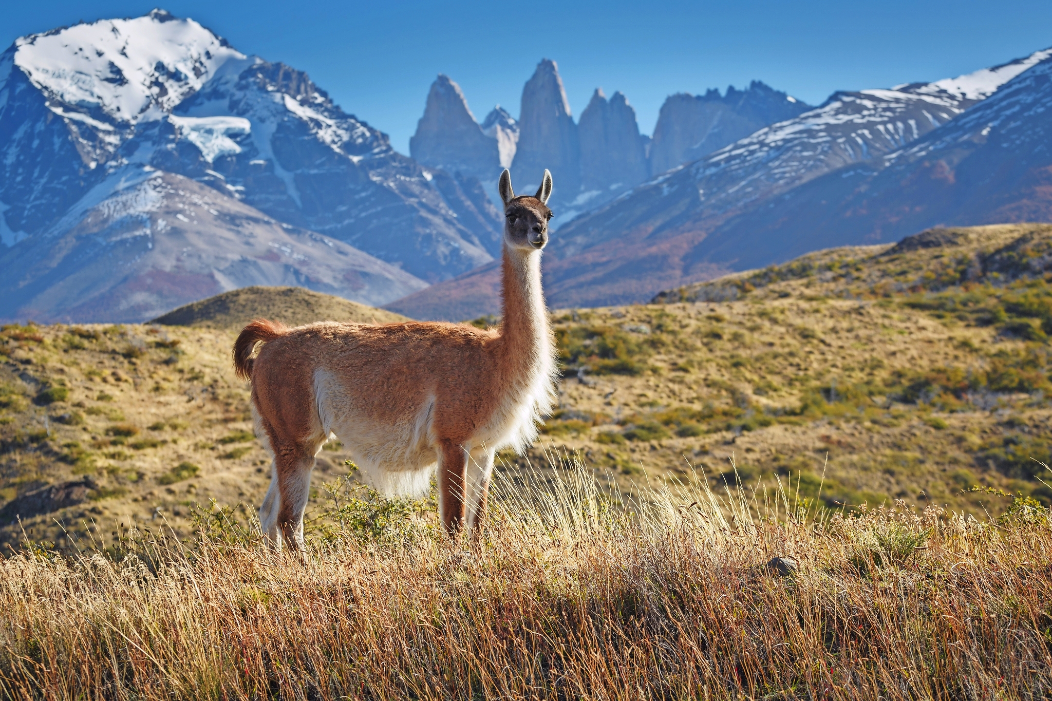 Guanako steht auf einer Wiese vor schneebedeckten Bergen im Hintergrund.