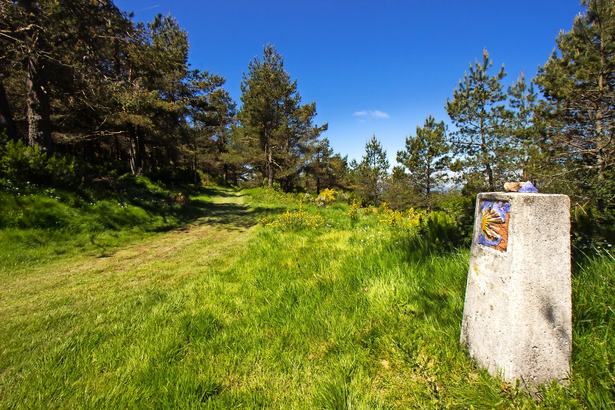 Camino de Santiago Bild