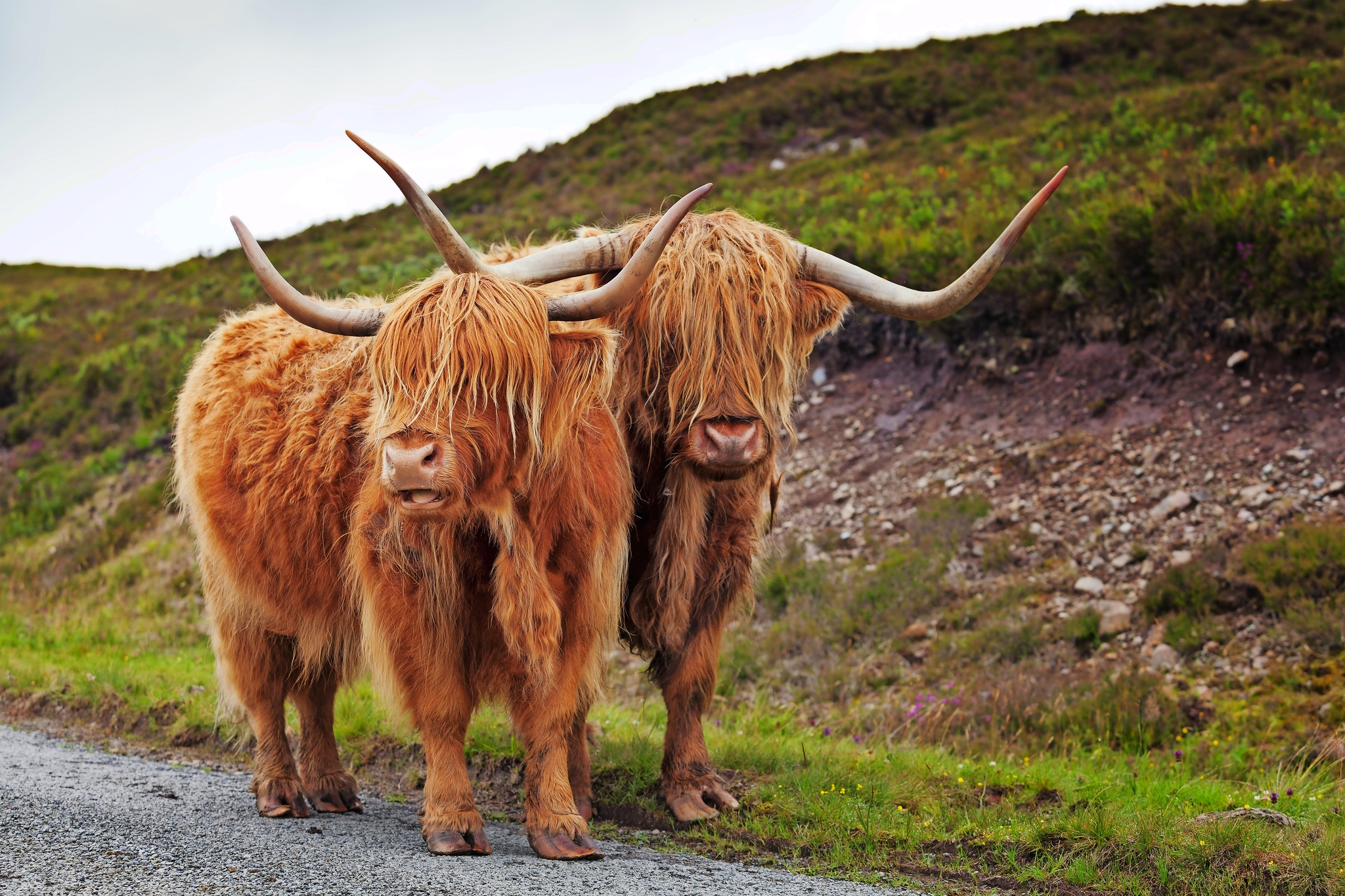 Hochland Rinder Bild