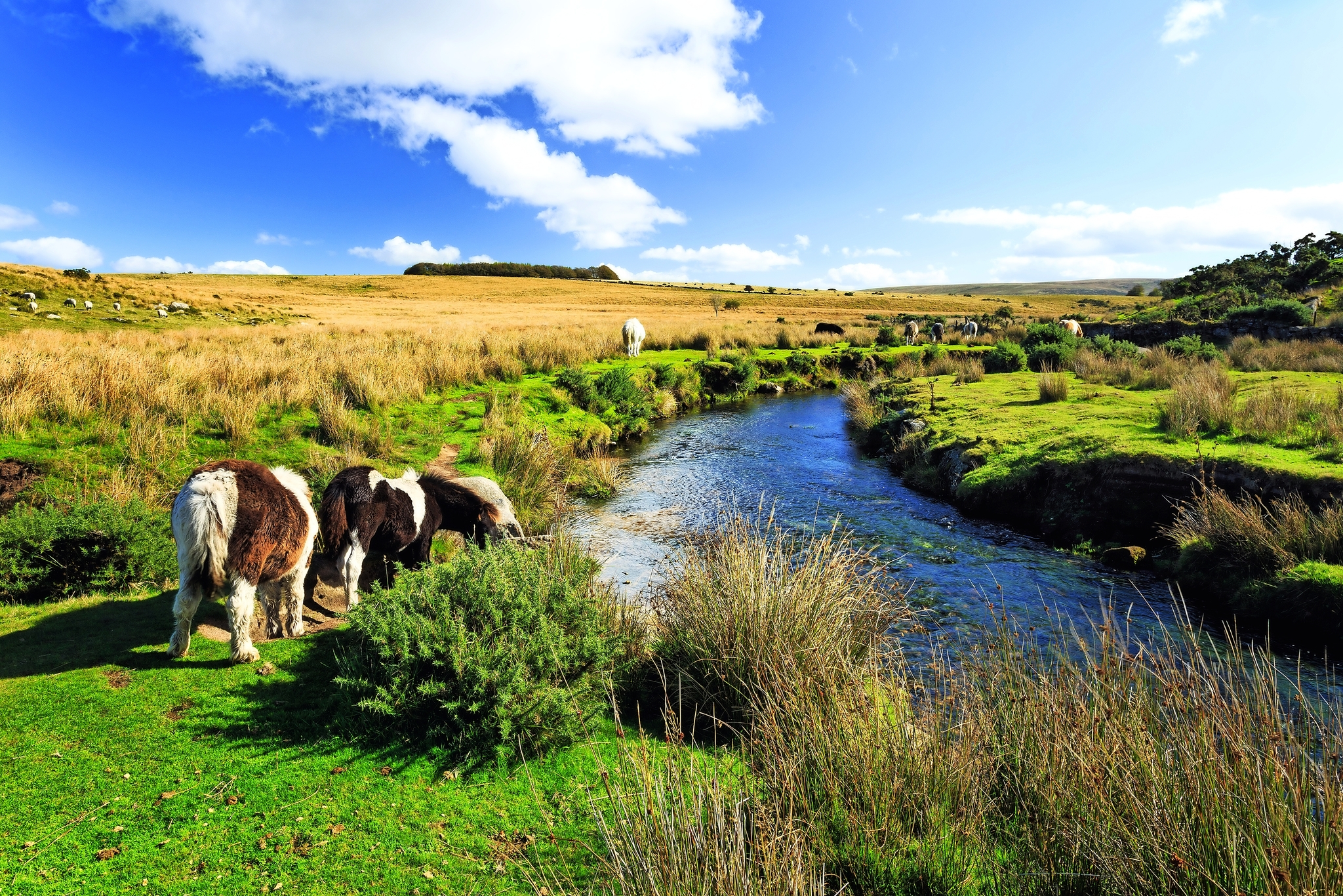 Dartmoor Nationalpark  Bild