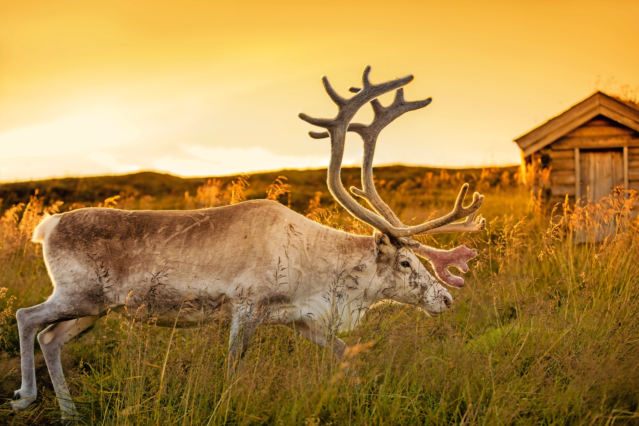 Mitternachtssonne am Nordkap Bild