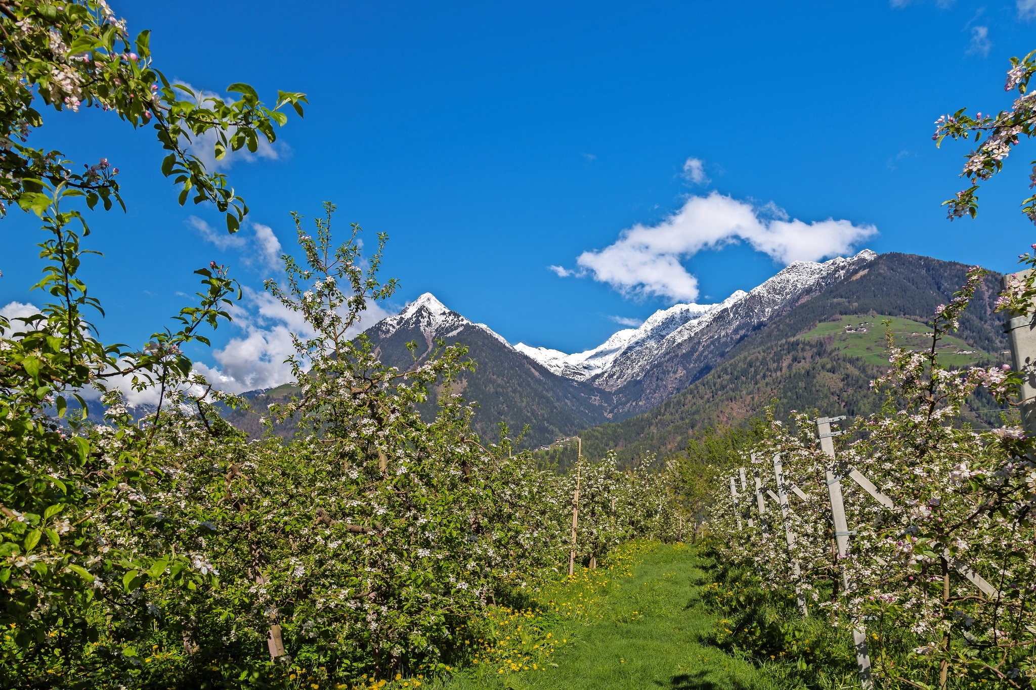 Apfelblüte in Südtirol Bild