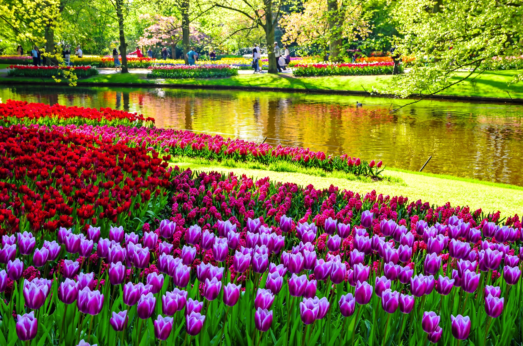 Keukenhof Bild