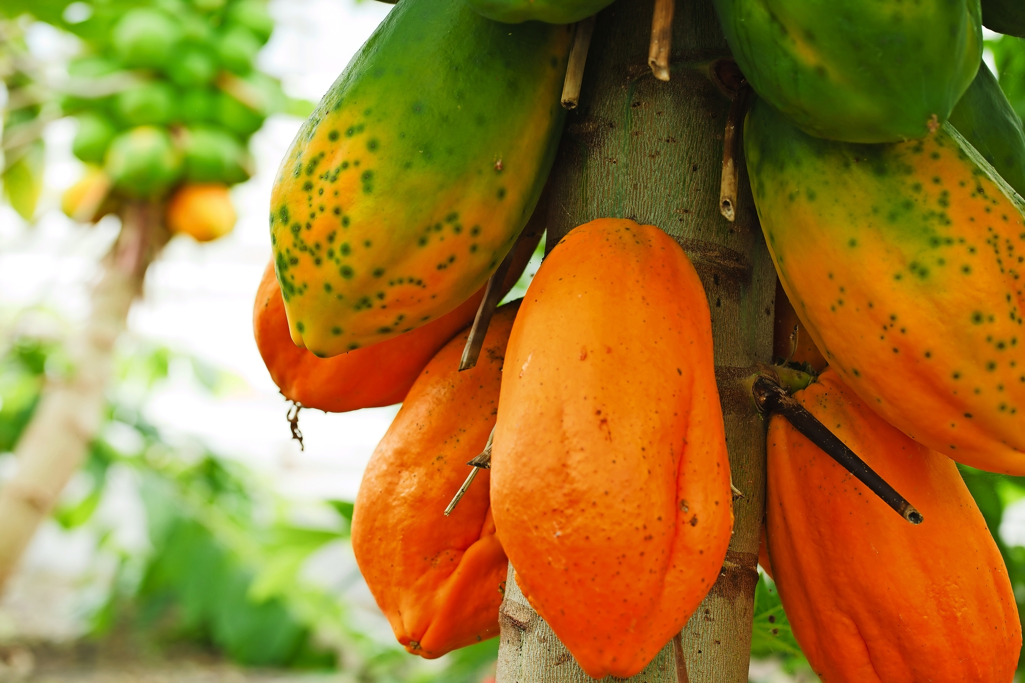 Papaya Papaya Bild