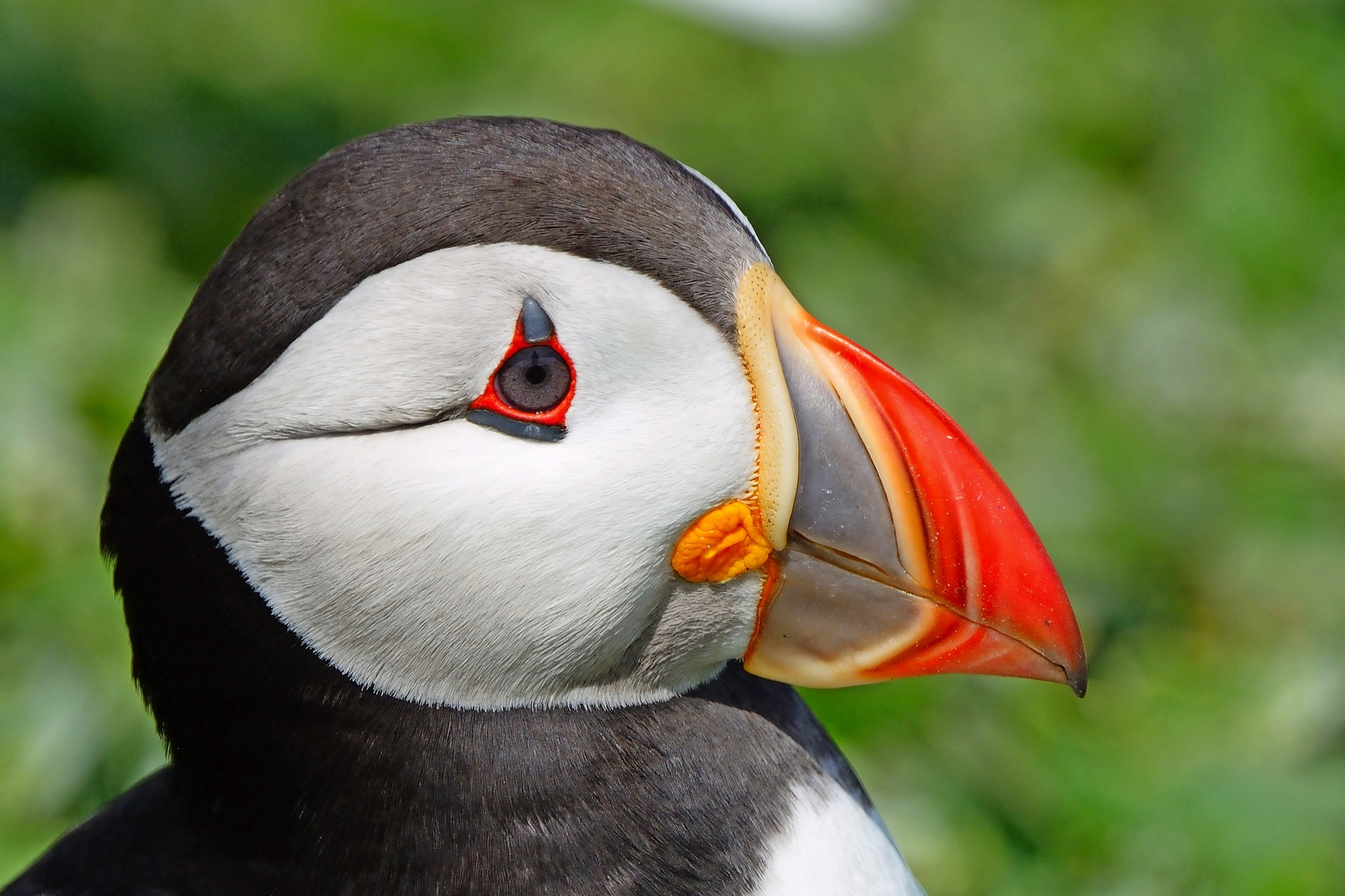 Atlantischer Papageientaucher Bild