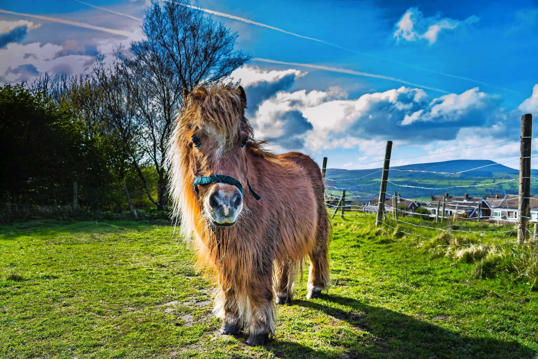 Shetland Pony Bild