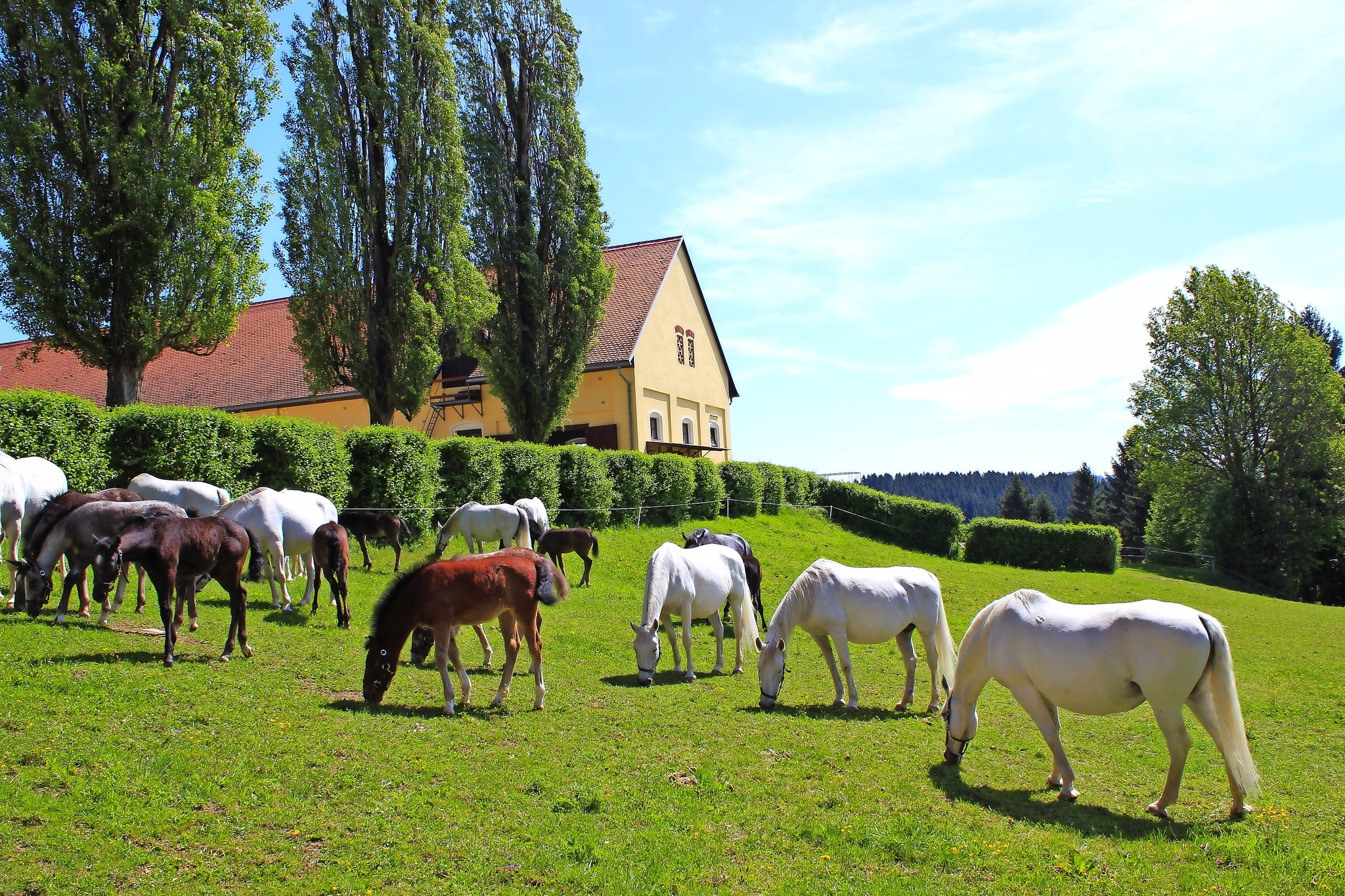 Lipizzaner - Stuten mit Fohlen Bild