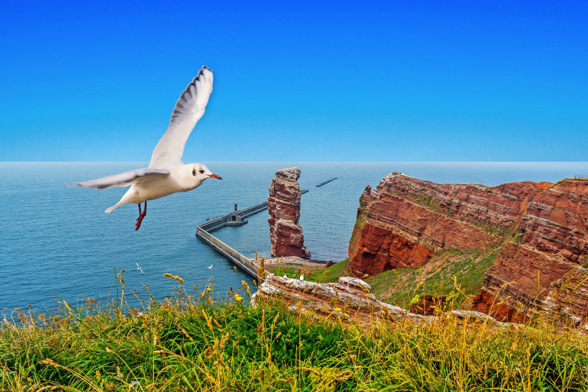 Helgoland - Möwe Lange Anna Bild