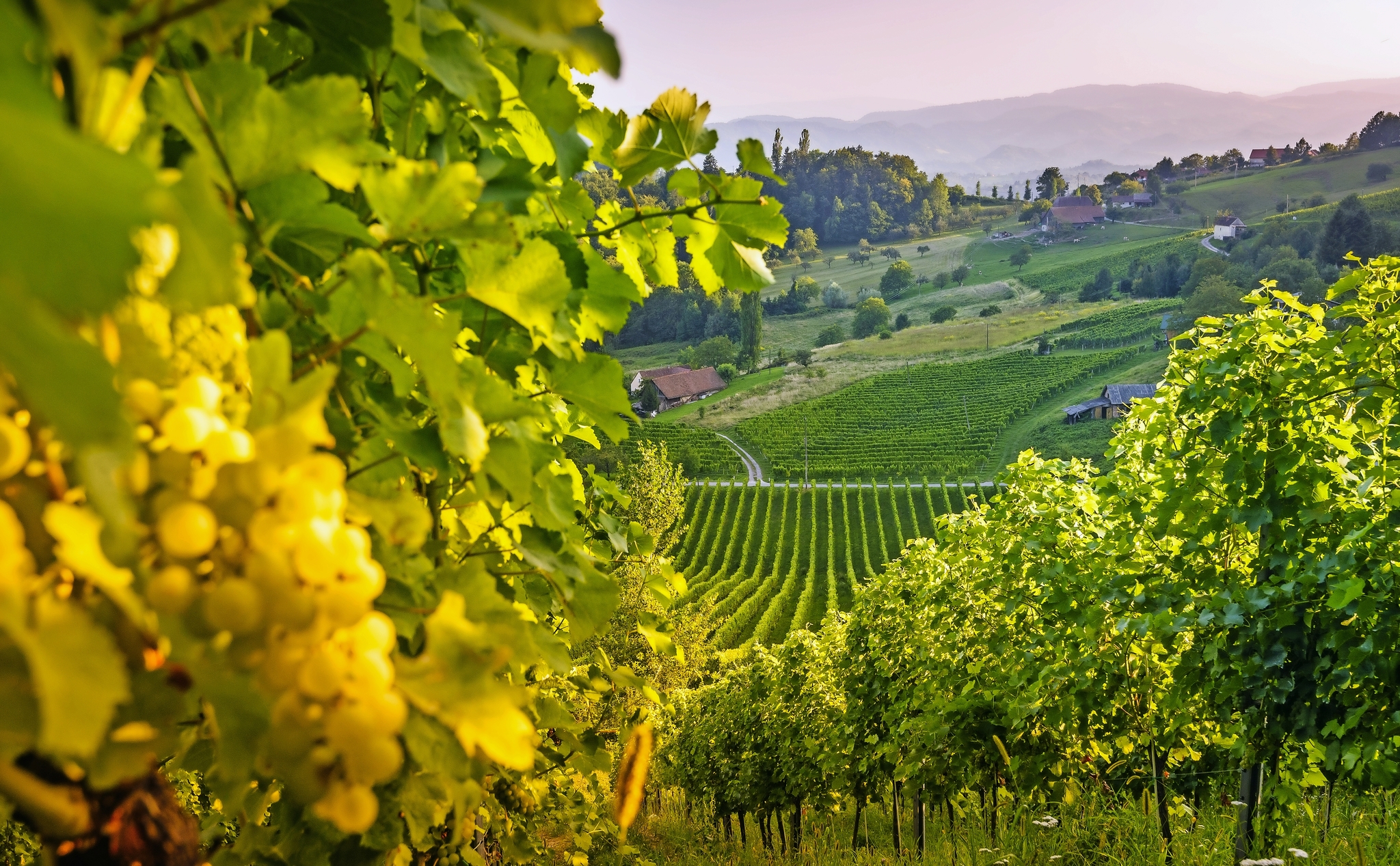 Weinland Südsteiermark Bild