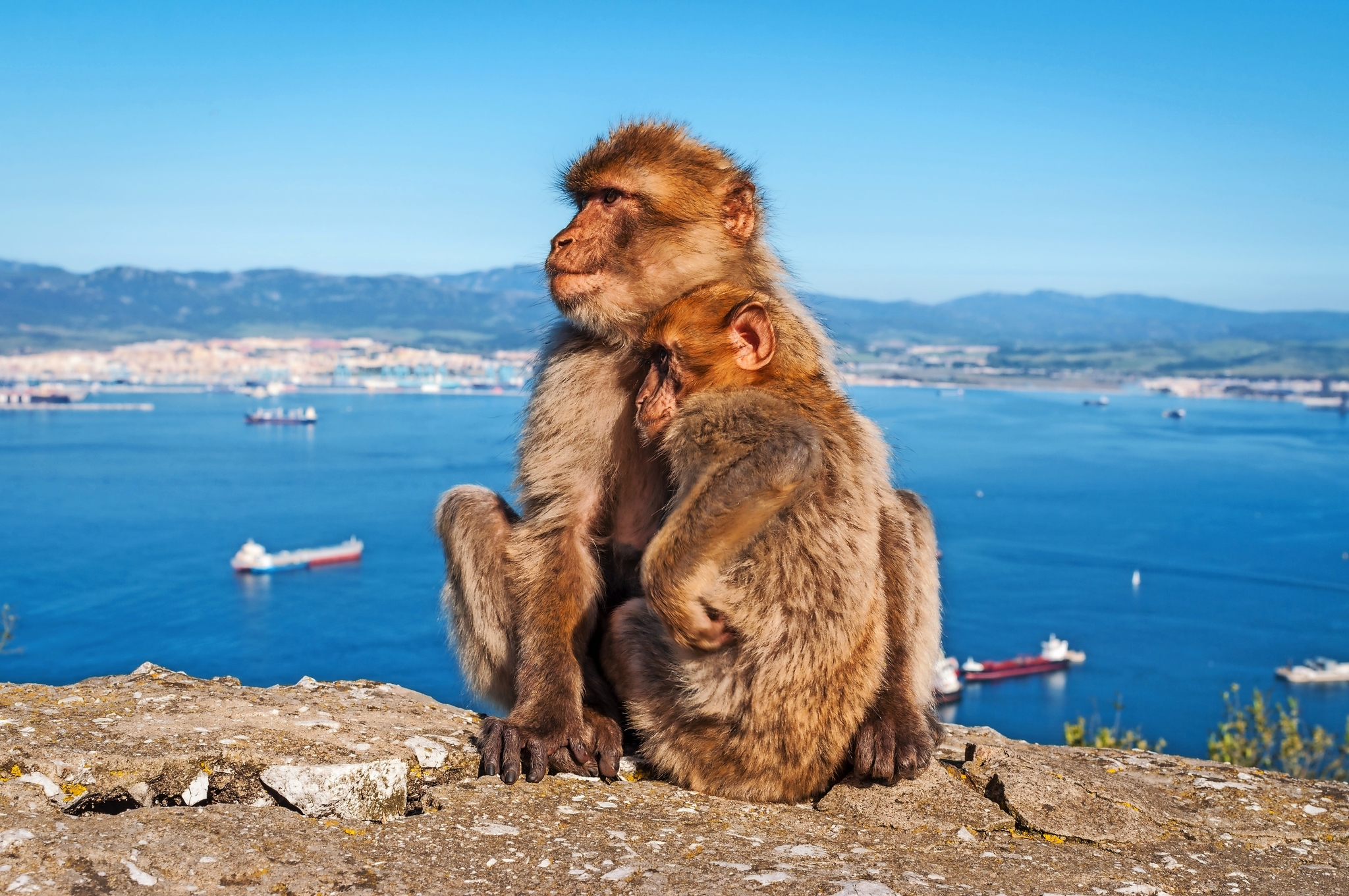 Zwei Affen sitzen auf einer Mauer mit Blick auf das Meer und Schiffe.