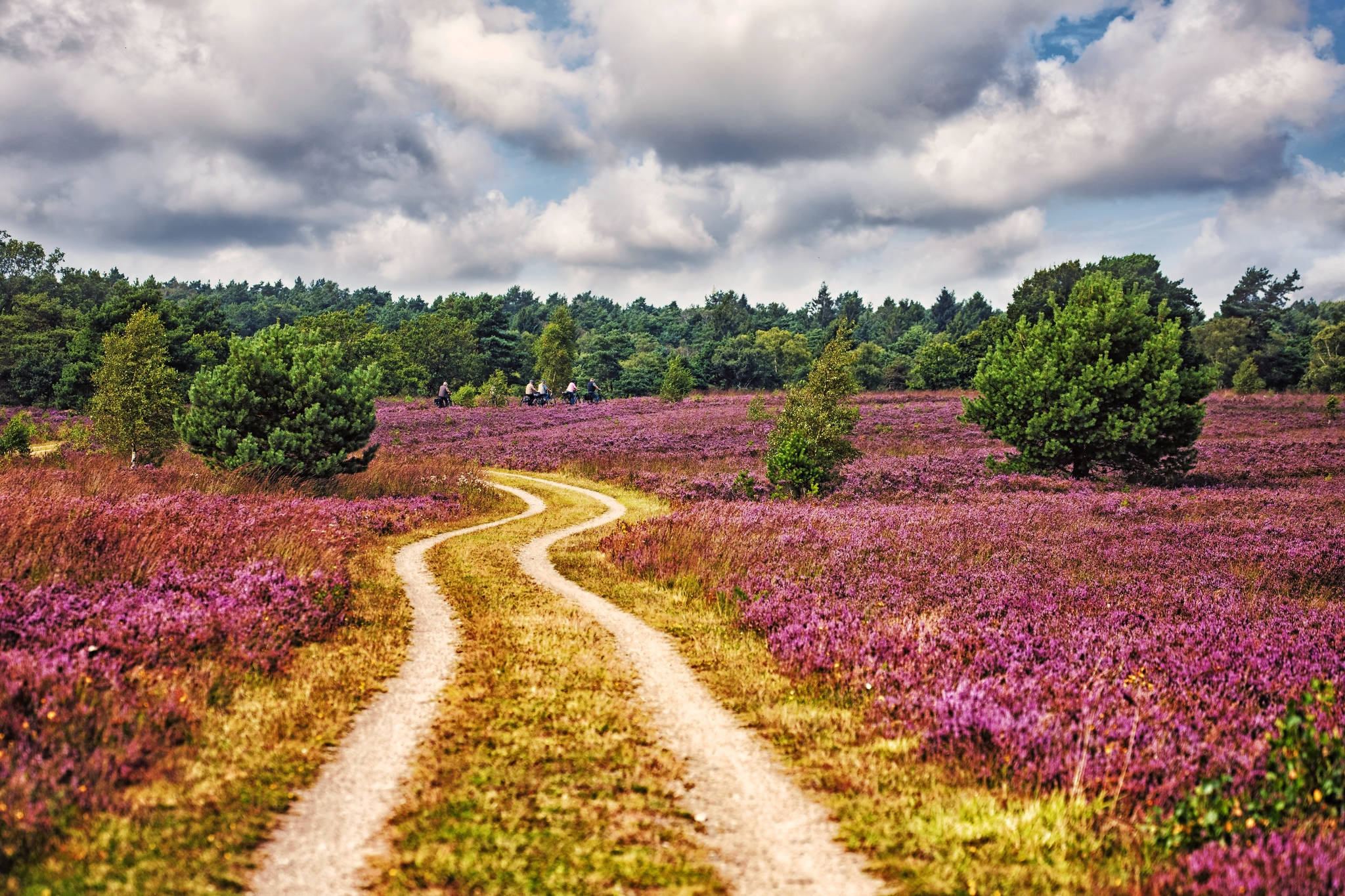 Weg durch die Lüneburger Heide Bild