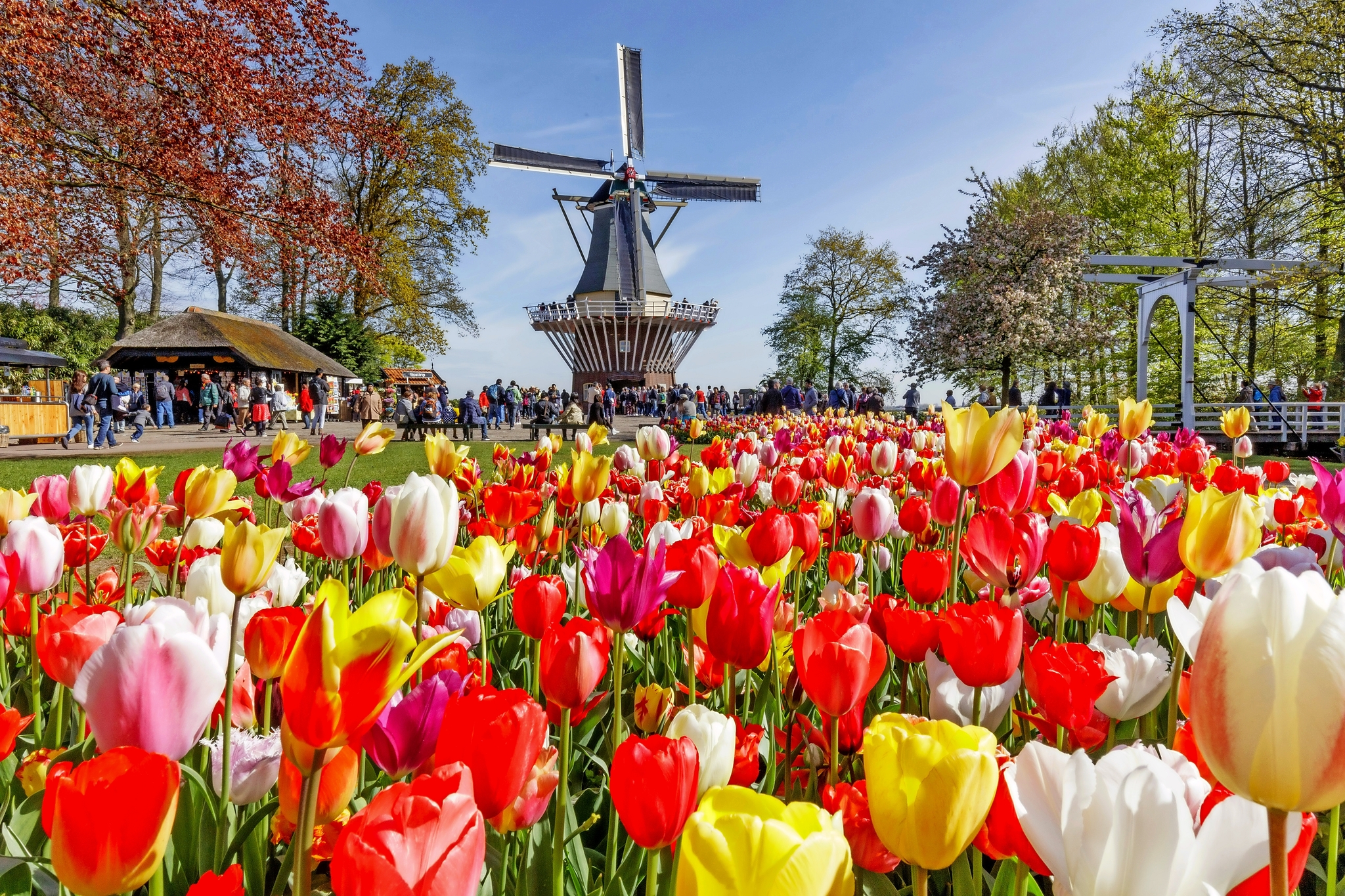 Keukenhof Bild