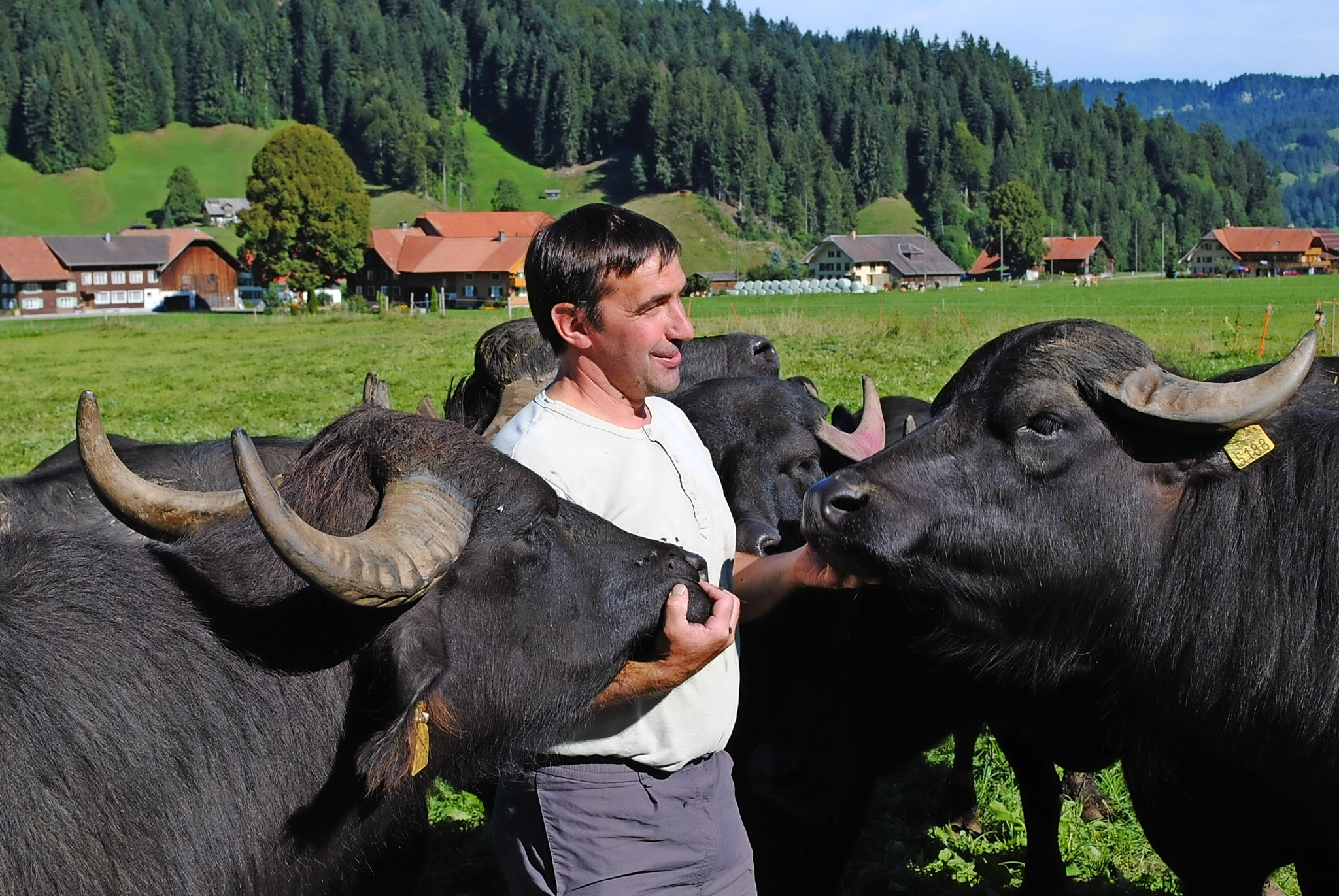 Wasserbüffel - sanfte Riesen Bild