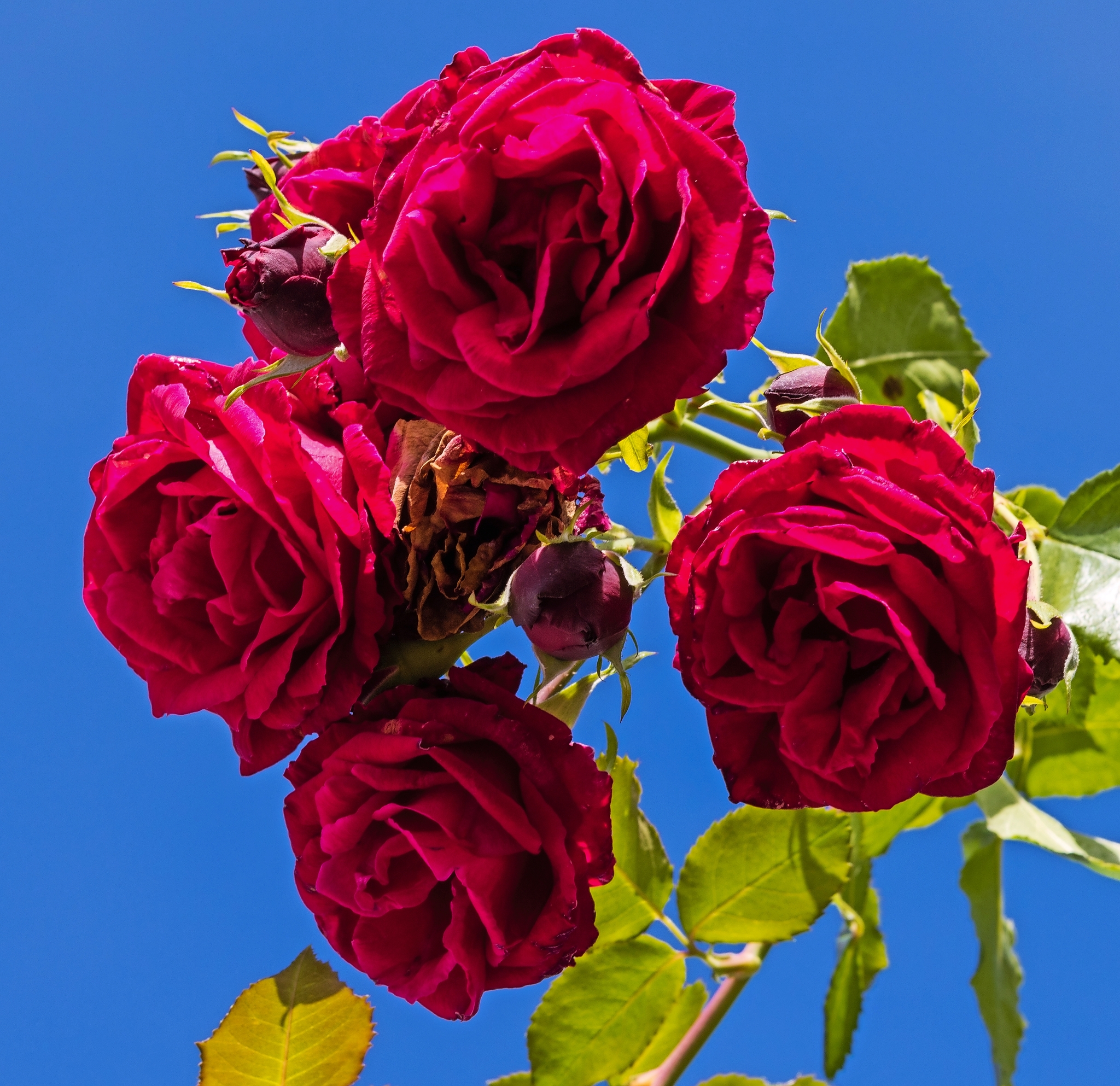 Einige rote Rosen vor einem blauen Himmel, umgeben von grünen Blättern.