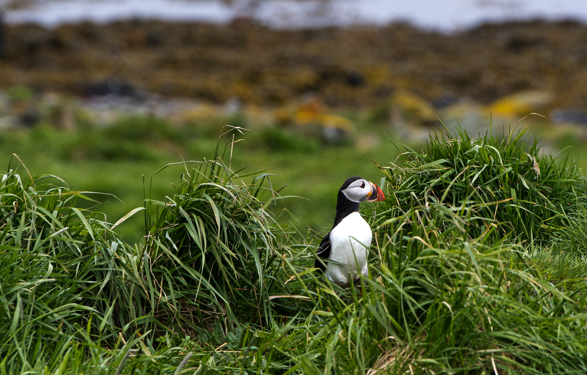 Papageientaucher sitzt im hohen Gras mit unscharfen Steinen und Meer im Hintergrund.