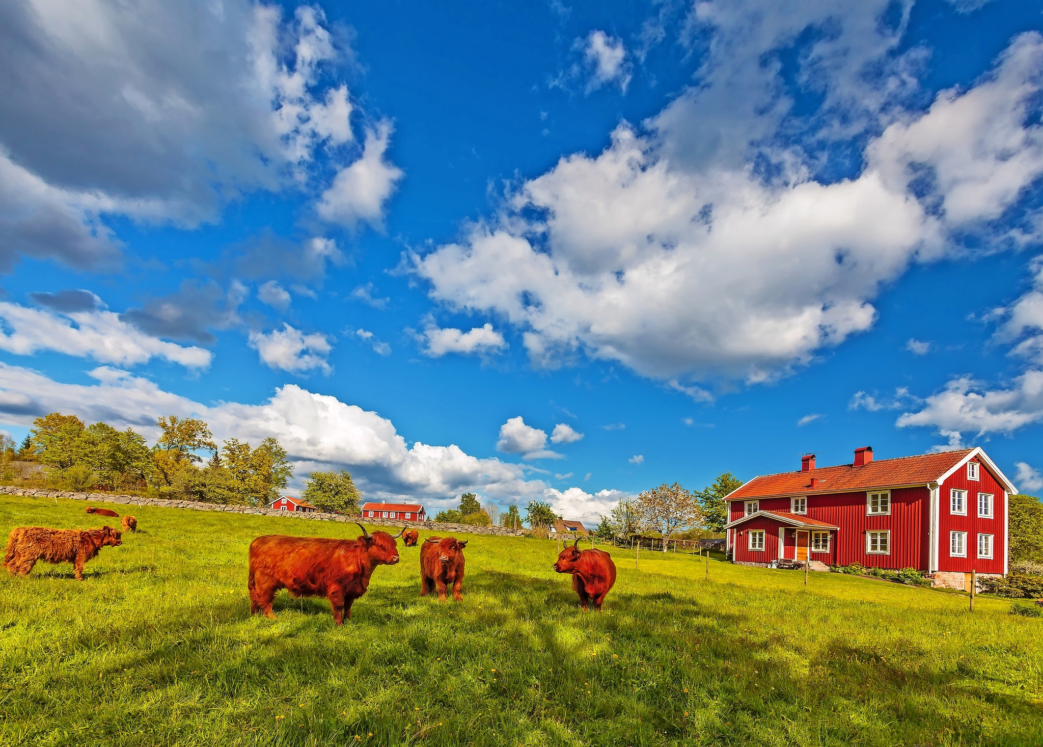 Kühe auf grüner Wiese, rotes Holzhaus im Hintergrund, blauer Himmel mit Wolken.