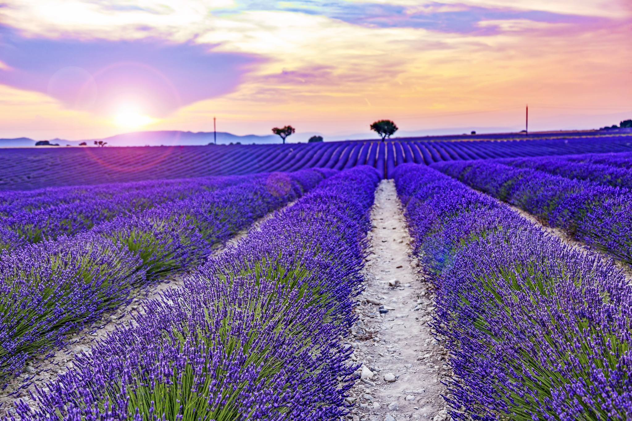 Blühender Lavendel Bild