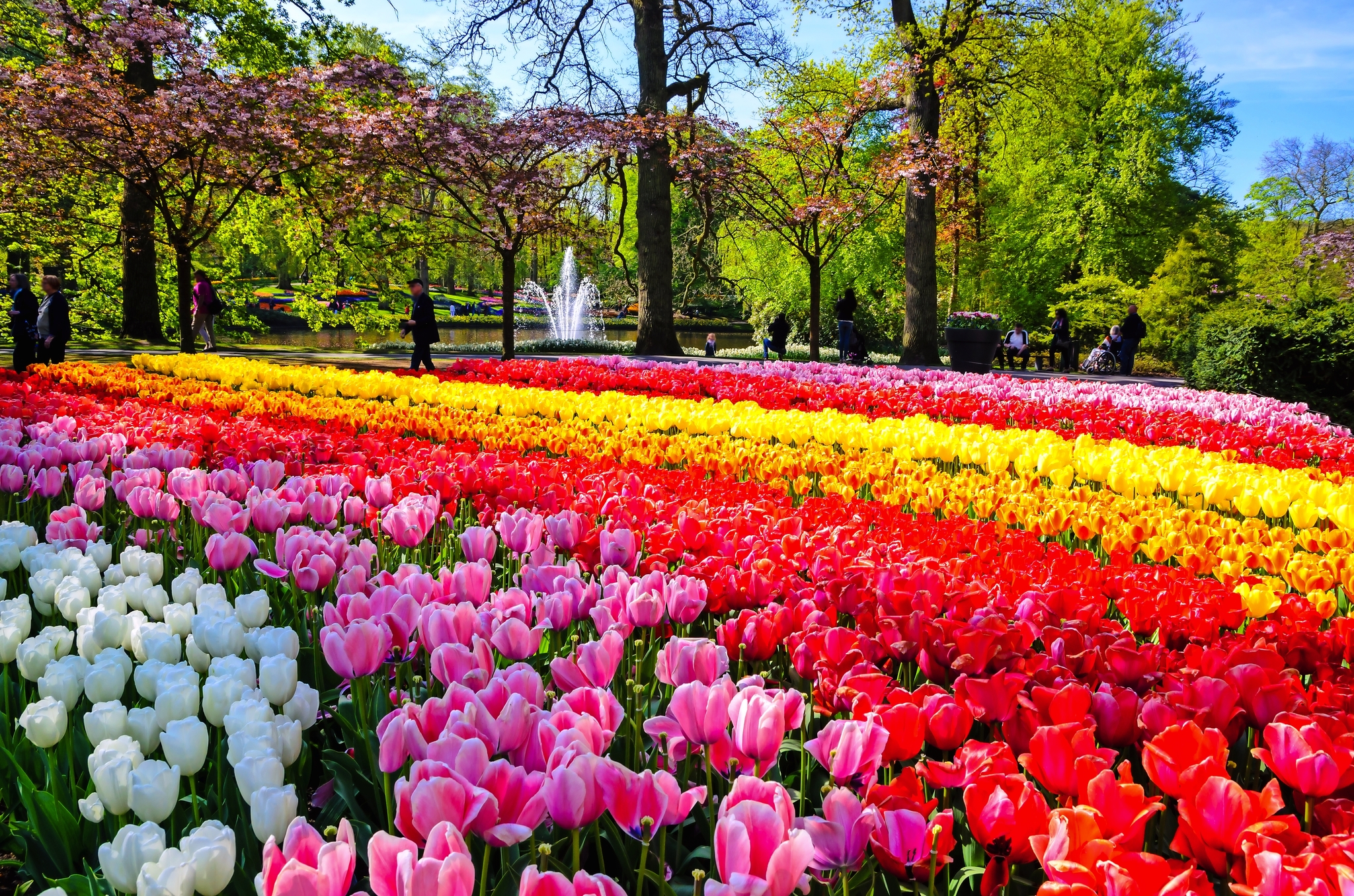 Keukenhof Bild