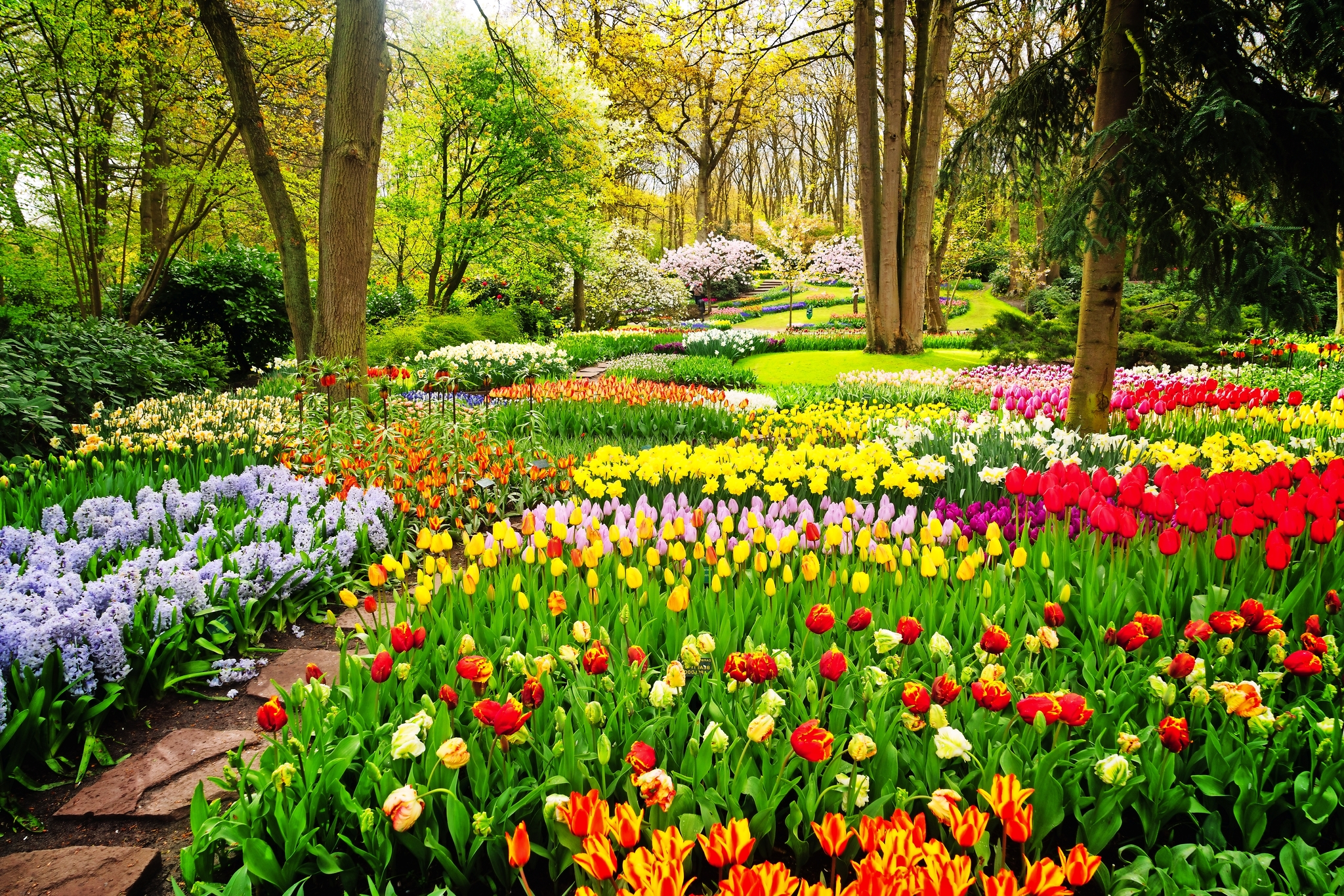 Keukenhof Bild